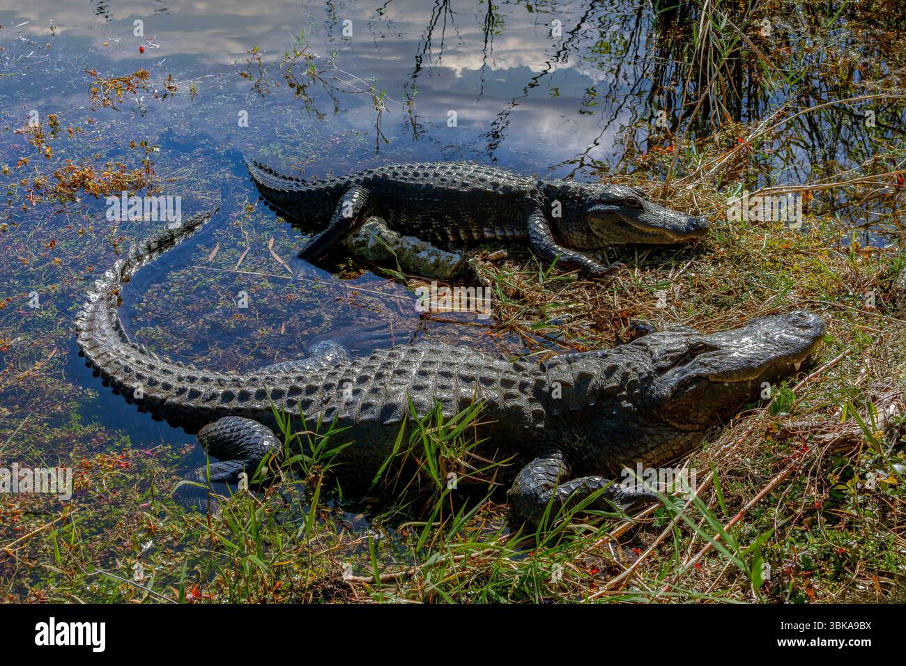Zwei amerikanische Alligatoren (Alligator mississippiensis) sonnen sich, Florida Everglades Stockfoto