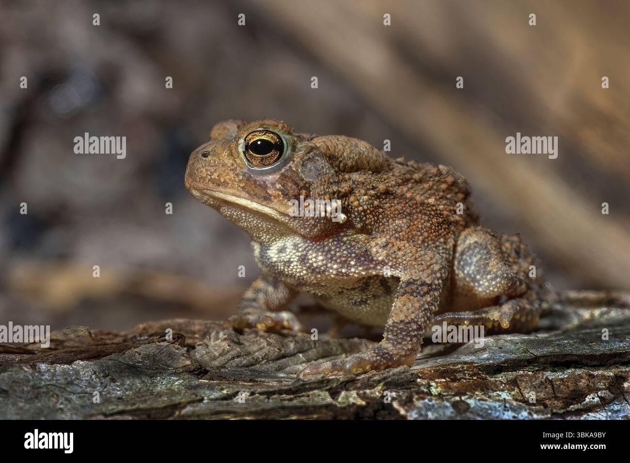 American Toad (Bufo americanus) NJ die American Toad (Bufo americanus) ist eine verbreitete Amphibie, die in ganz New Jersey und in weiten Teilen des östlichen Nordens vorkommt Stockfoto