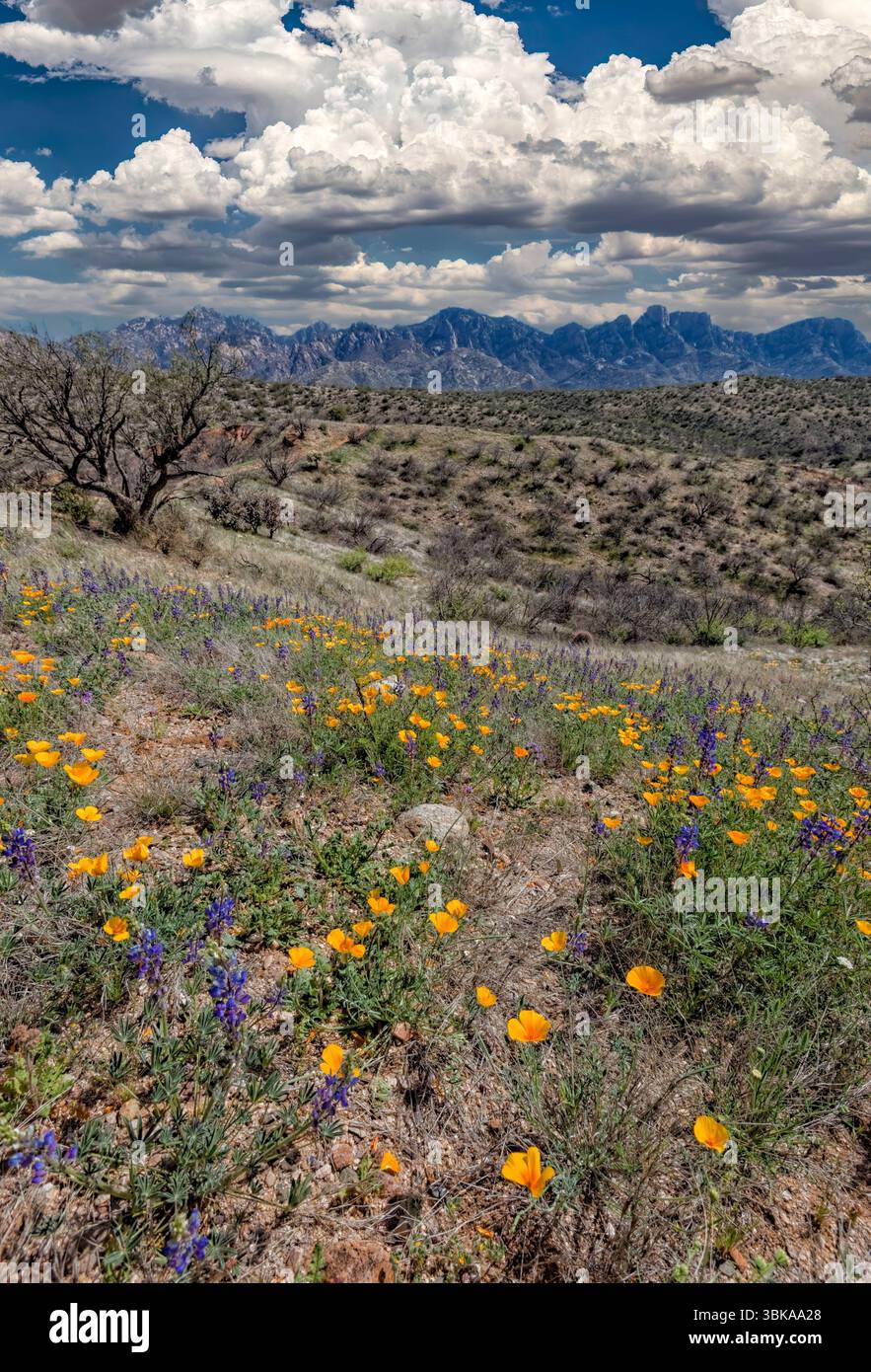 California Mohnblumen (Eschscholzia californica) & Desert Lupine (Lupinus sparsiflorus) Spring Bloom - Catalina State Park - Arizona Stockfoto