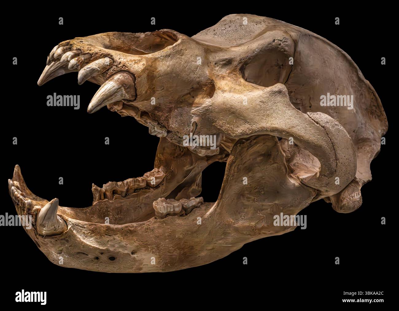 Höhlenbär Fossil Schädel, Ursus spelaeus, pleistozäne Europa Stockfoto