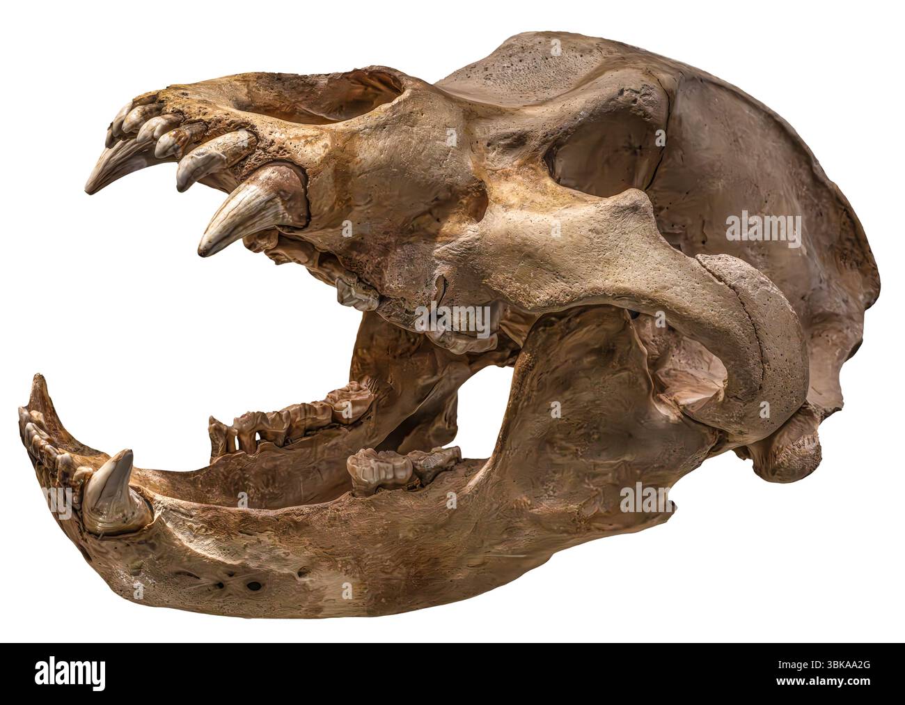 Höhlenbär Fossil Schädel, Ursus spelaeus, pleistozäne Europa Stockfoto