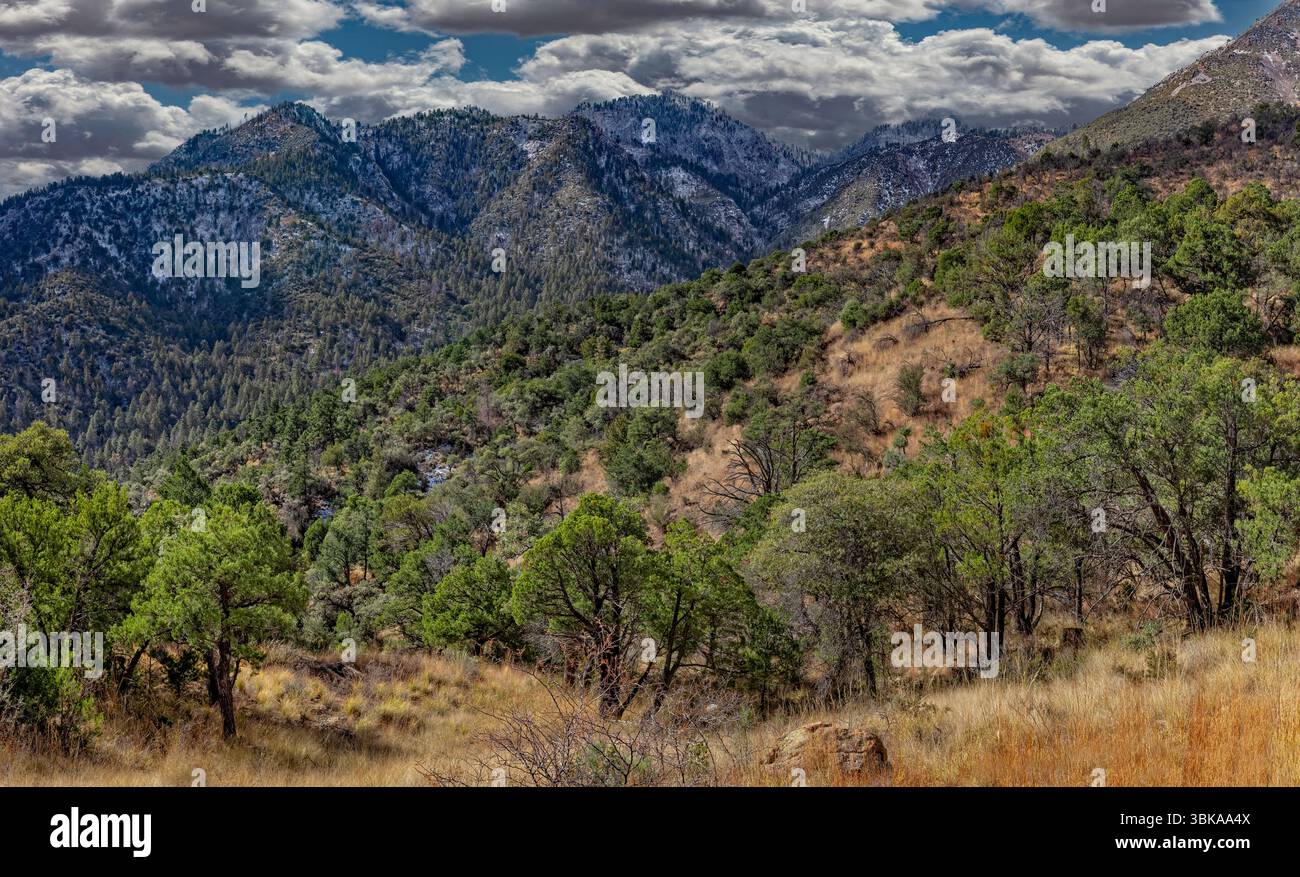Chiricahua Wilderness, Coronado National Forest, Arizona Stockfoto