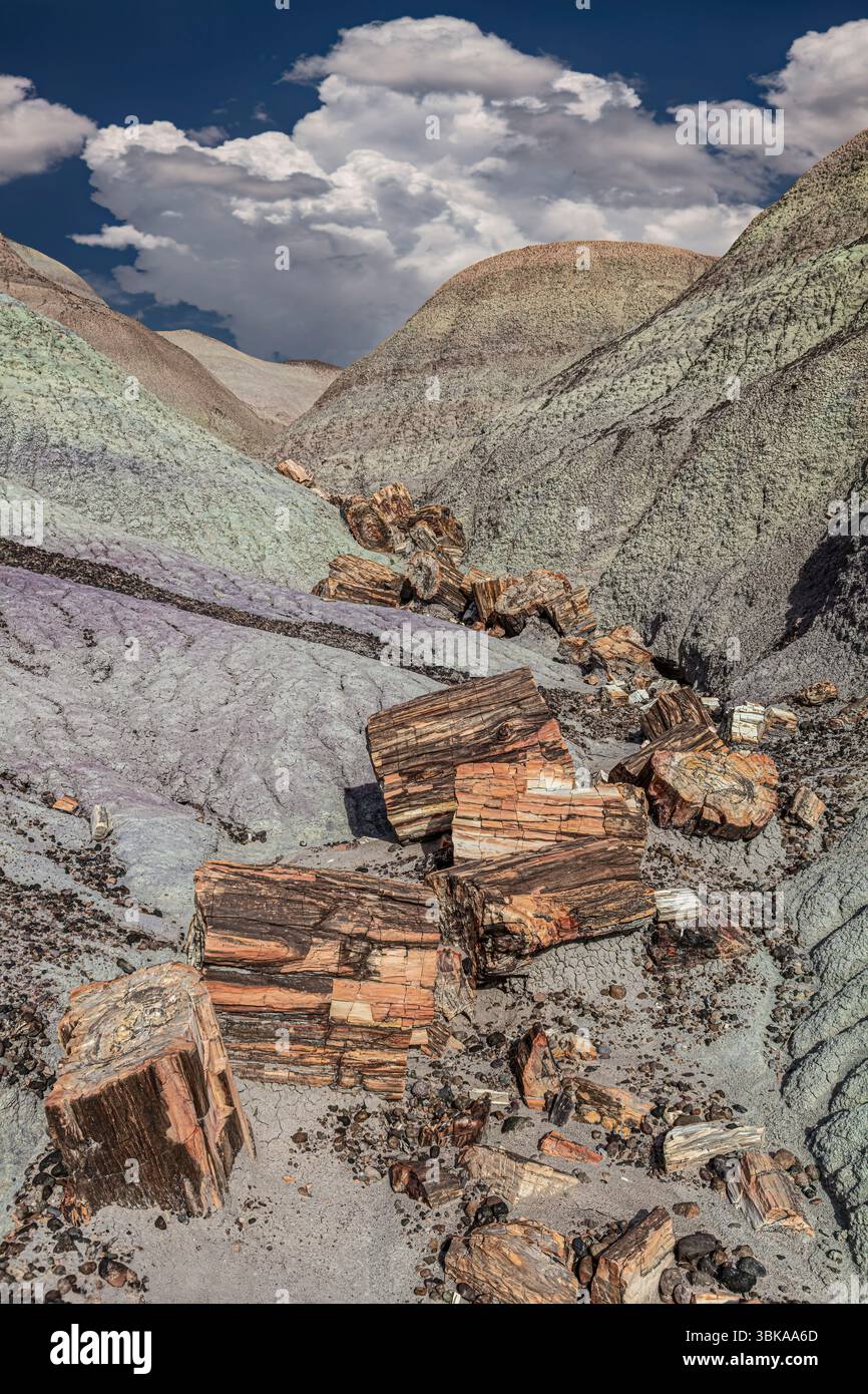 Versteinertes Holz und bunter Ton, Blue Mesa, Petrified Forest National Park, Arizona Stockfoto
