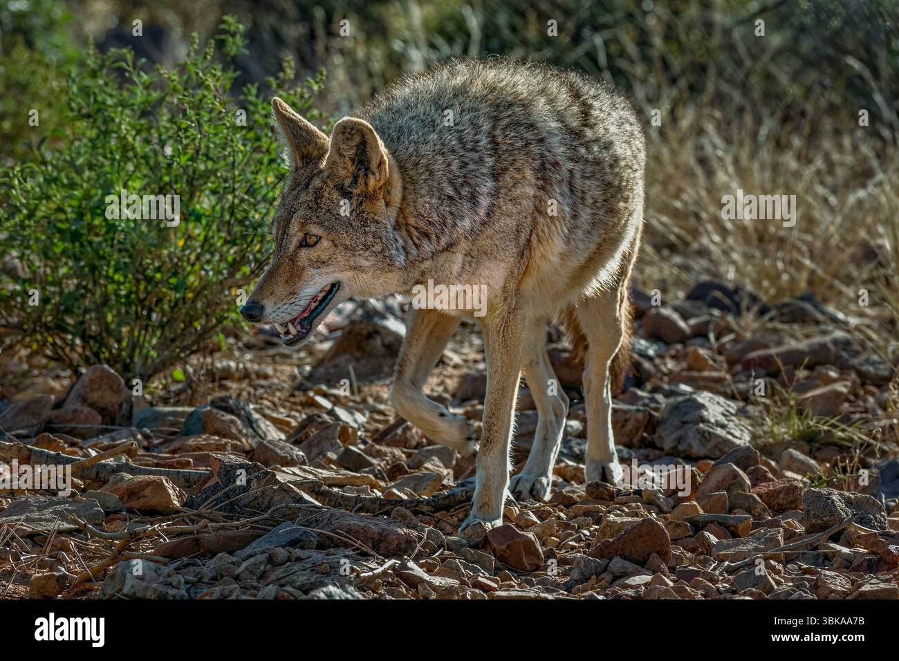 Coyote on the Move - Sonora Desert - Arizona der Coyote (Canis latrans) ist ein in Nordamerika beheimateter, sehr anpassungsfähiger Kanid, der häufig in den S vorkommt Stockfoto Coyote on the Move - Sonora Desert - Arizona der Coyote (Canis latrans) ist ein in Nordamerika beheimateter, sehr anpassungsfähiger Kanid, der häufig in den S vorkommt Stockfoto