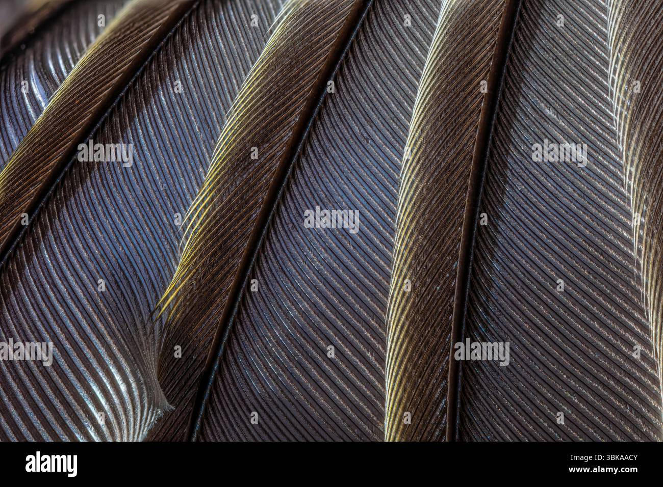 Eine extreme Nahaufnahme (ECU) einer Vogelfeder Stockfoto