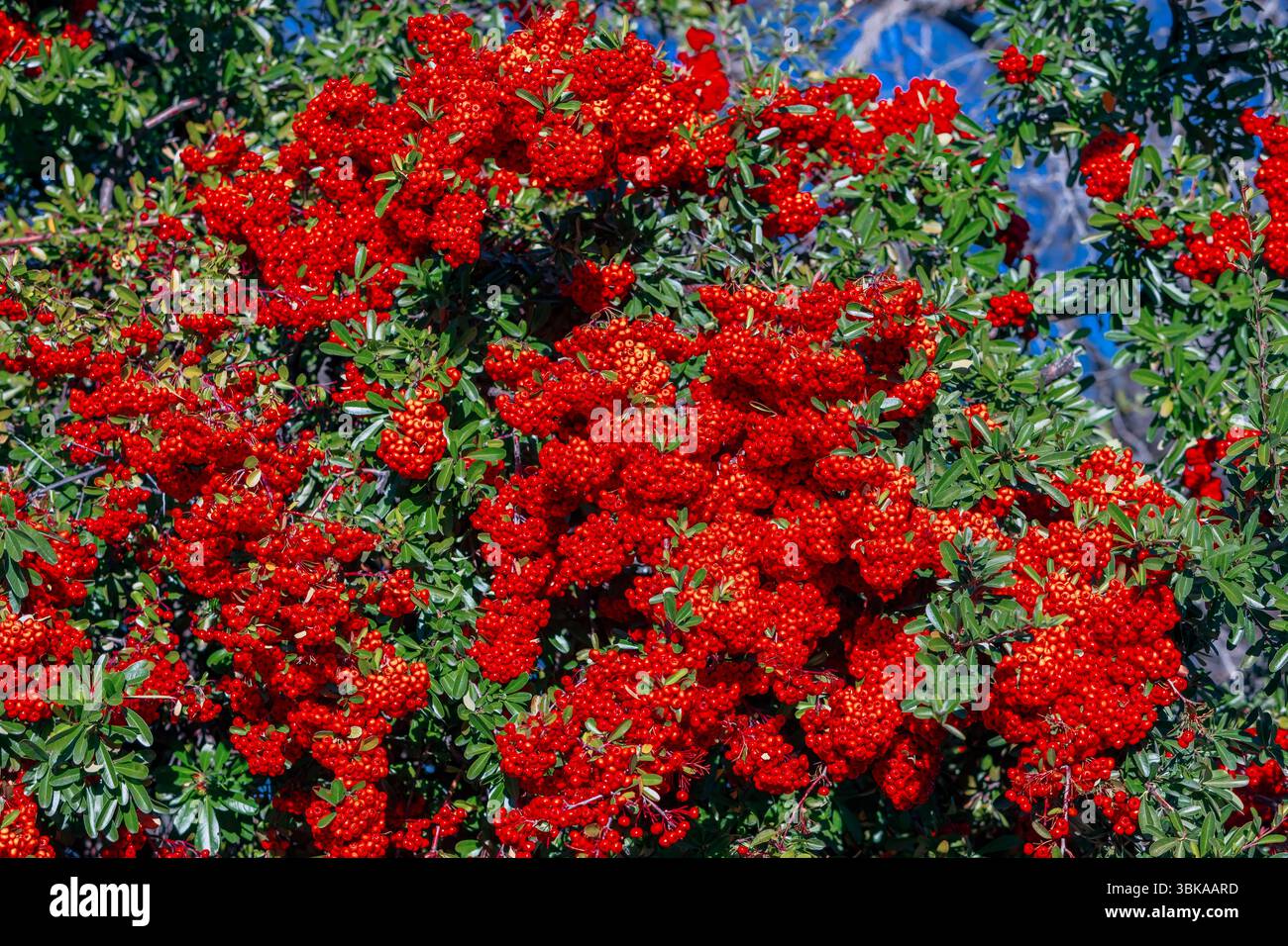 Fruchtiger Feuerdorn oder Pyracantha Stockfoto