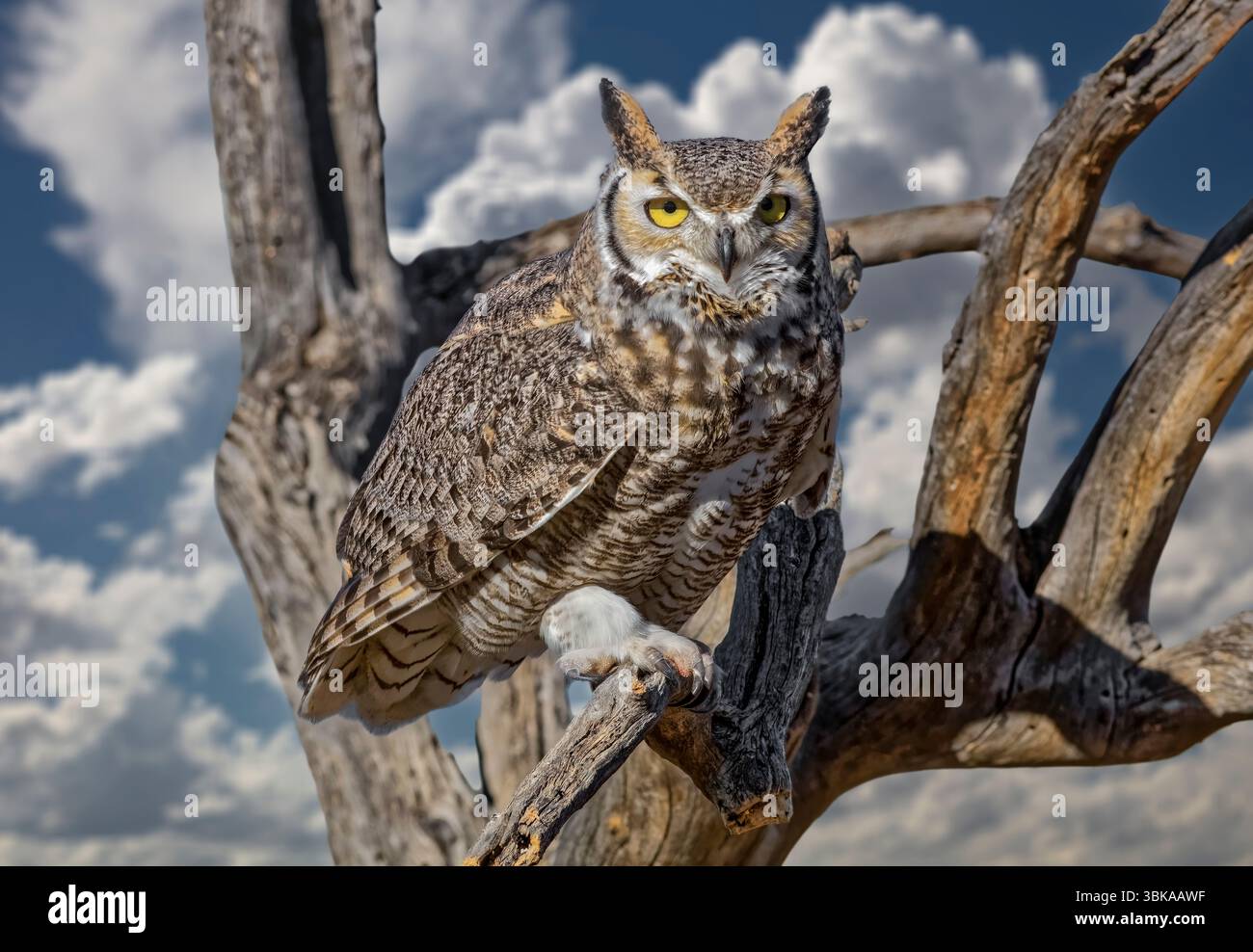 Die Großhorneule (Bubo virginianus) ist einer der mächtigsten und am weitesten verbreiteten Greifer Nordamerikas. Stockfoto