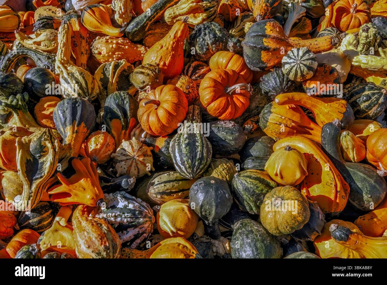 Farbenfrohe dekorative Kürbisse – Cucurbita Pepo Stockfoto