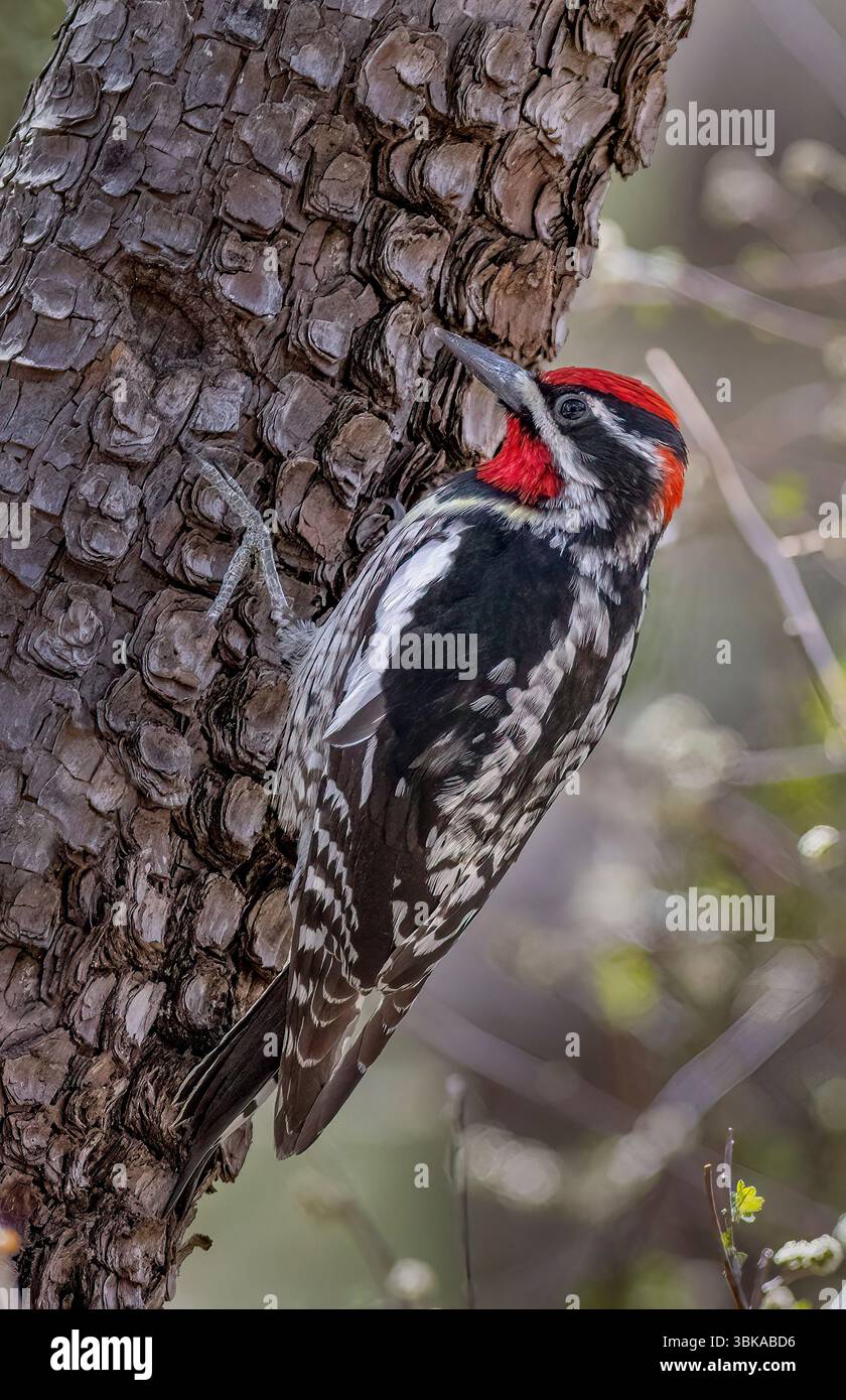 Rot-naped Sapsucker, Sphyrapicus nuchalis, Arizona Stockfoto