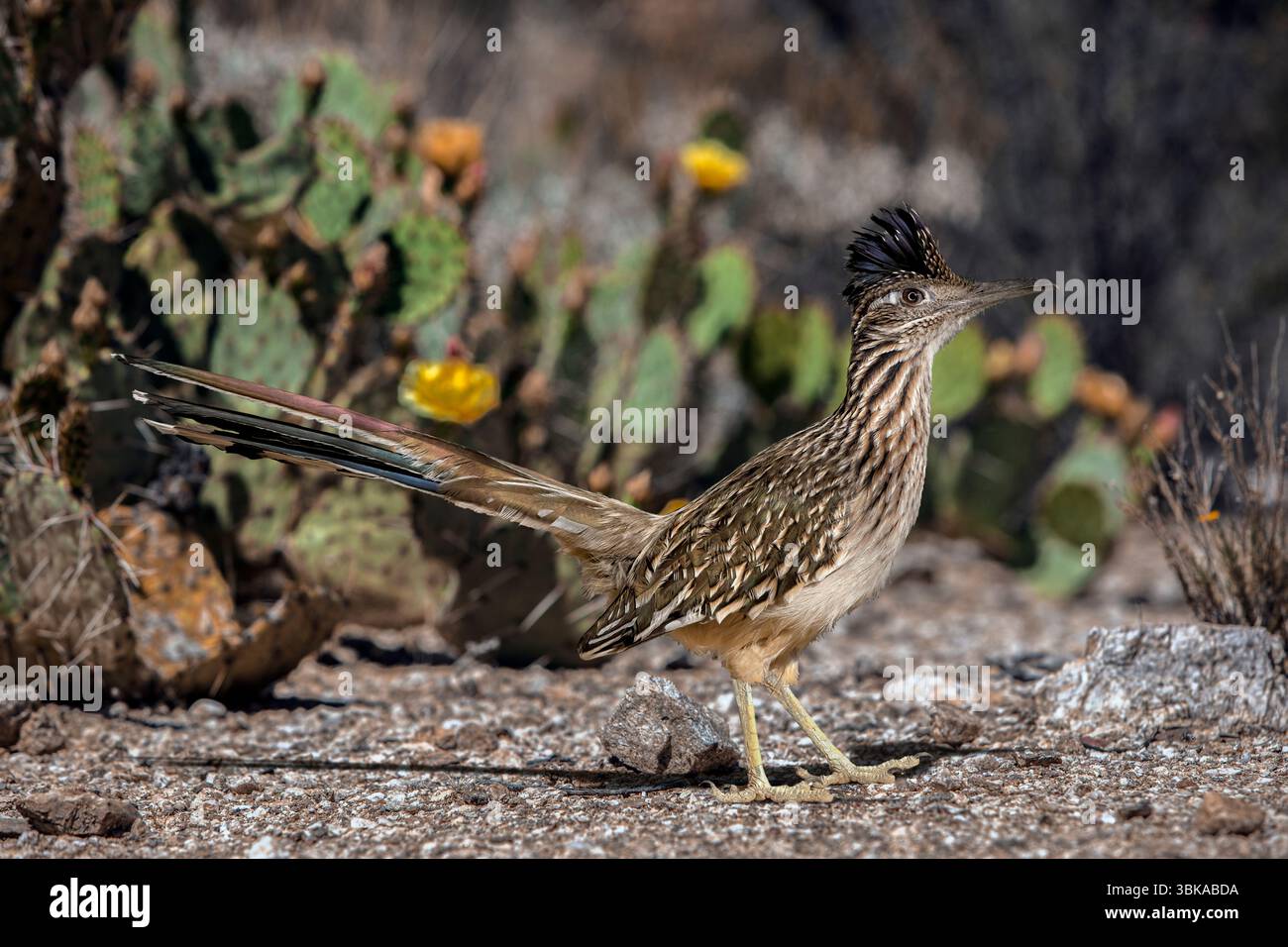 Der Roadrunner (Geococcyx californianus) Stockfoto