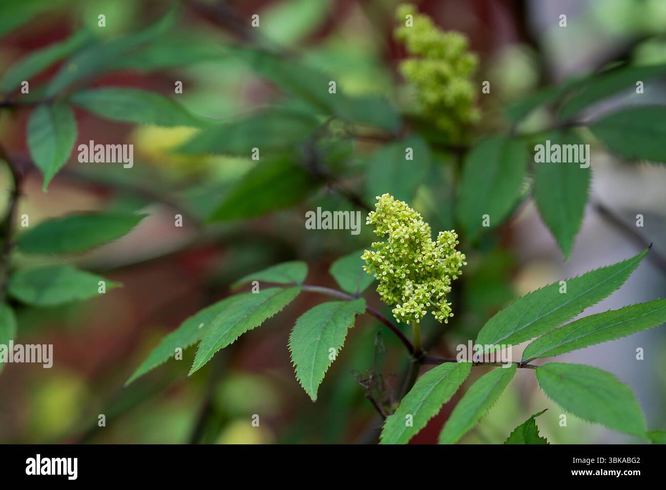Blüten des blühenden roten Holunderstrauchs auf grünem Hintergrund. Selektiver Fokus, Nahaufnahme. Blühender roter Holunder (Sambucus racemosa), Hintergrund des Frühlings. Stockfoto