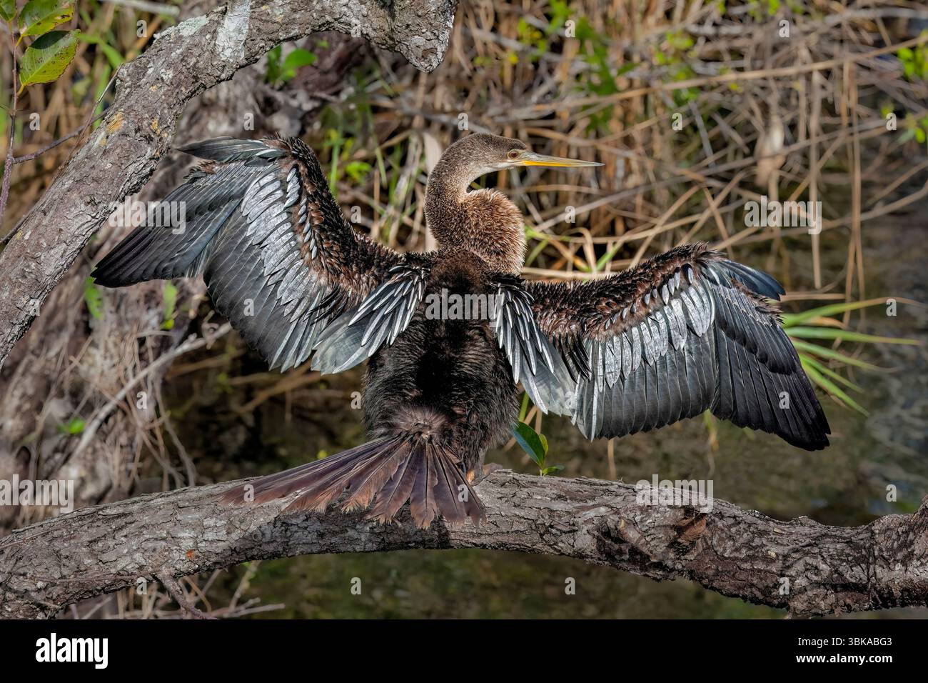 Sonnen Anhinga, Florida Everglades Stockfoto