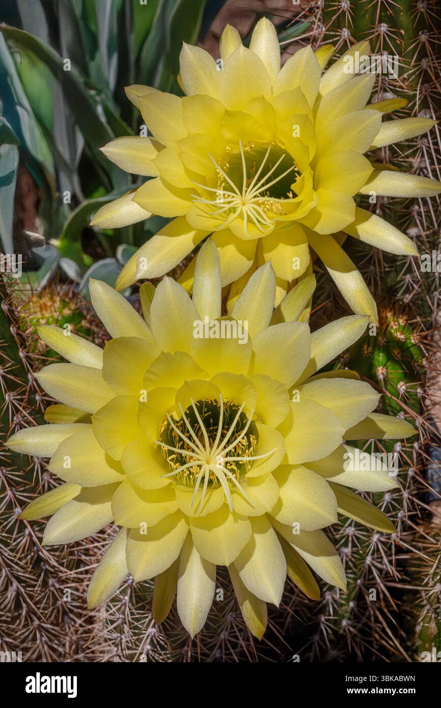 Trichocereus grandiflorus Hybrid oder Echinopsis Hybrid Stockfoto