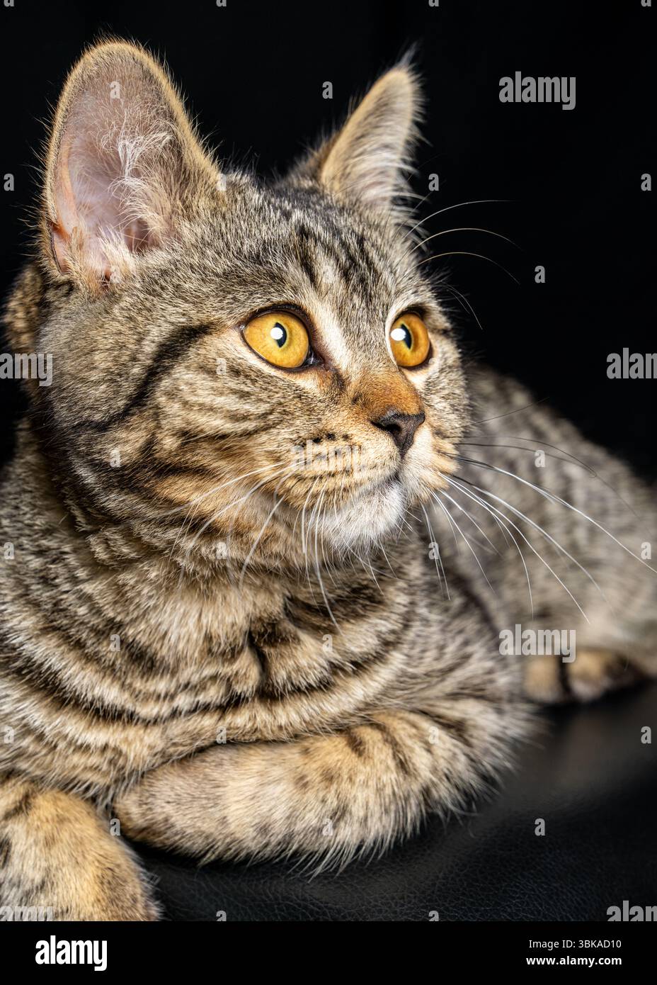 Schicke graue Katze auf schwarzen Möbeln in stimmungsvoller Beleuchtung. Ideal für Werbung, Haustiermarken, modernen Lifestyle und elegante visuelle Konzepte. Stockfoto