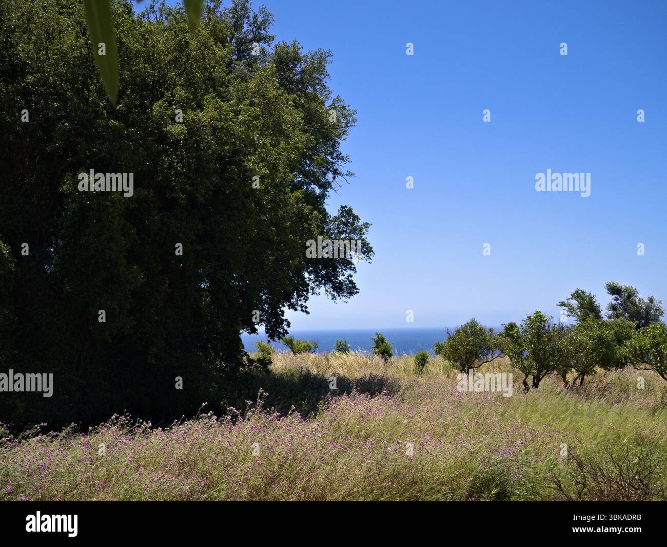 Malerische Landschaft von Kefalonia mit Olivenbäumen und blühenden Wildblumenfeldern unter klarem Himmel. Stockfoto