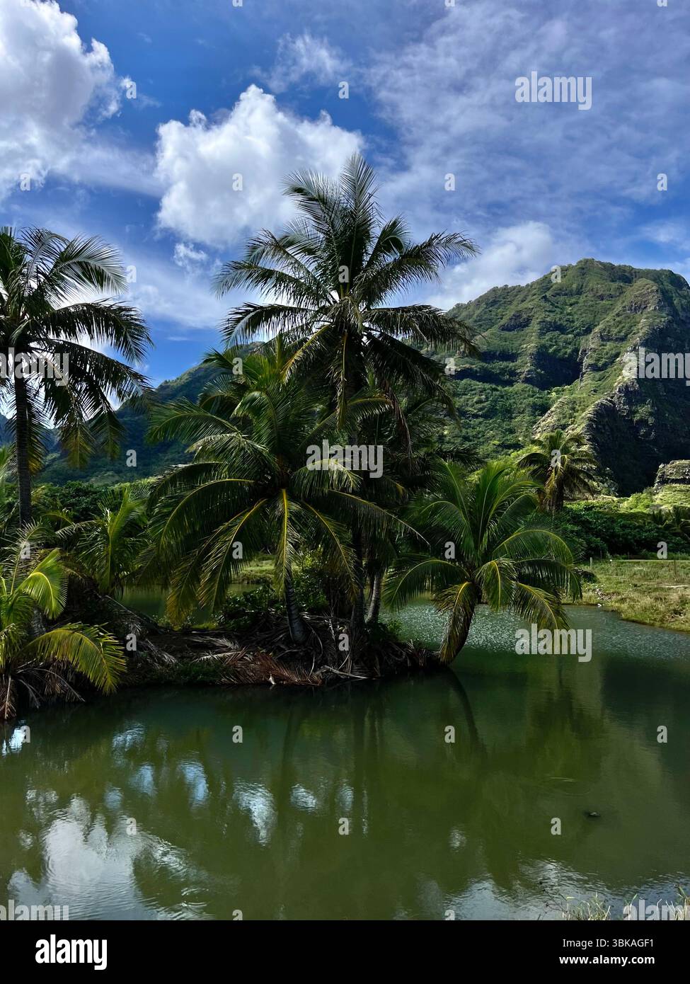 Hawai'i, Vereinigte Staaten von Amerika - 10. Februar 2025: Die beeindruckende und ästhetische Landschaft und die Aussicht von der Kualoa Ranch an einem sonnigen Tag. - Smartphone-aufgenommenes Stockfoto