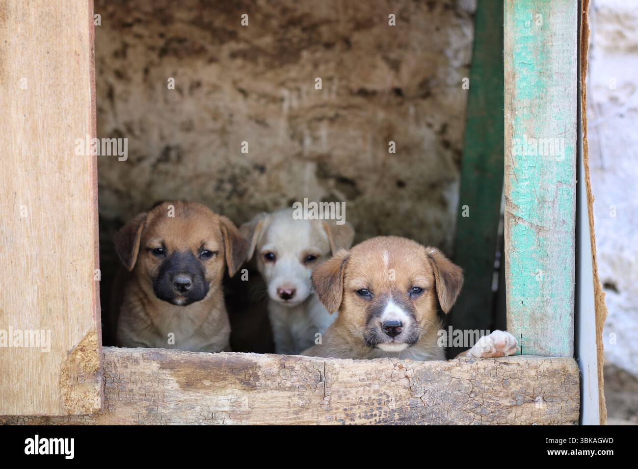 Drei streunende Welpen schauen aus einem handgefertigten Tierheim. Ihre Augen öffnen sich, wenn sie die Welt zum ersten Mal erkunden. Einfache rustikale Struktur, keine Branding. Stockfoto