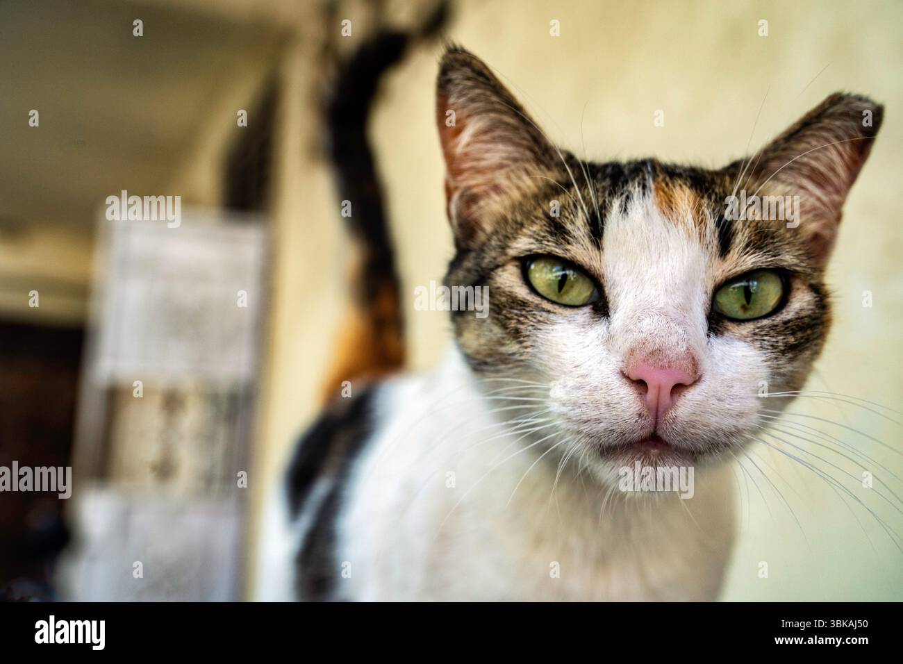 Neugierige Katze, die mit grünen Augen und rosa Nase starrt Stockfoto