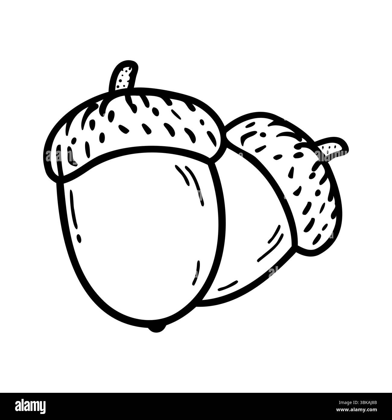 Zwei Eicheln mit Kappen, in einem einfachen schwarz-weißen Stil dargestellt. Die Eicheln sind rund und glatt und zeigen ihre natürliche Form und Textur. Stock Vektor