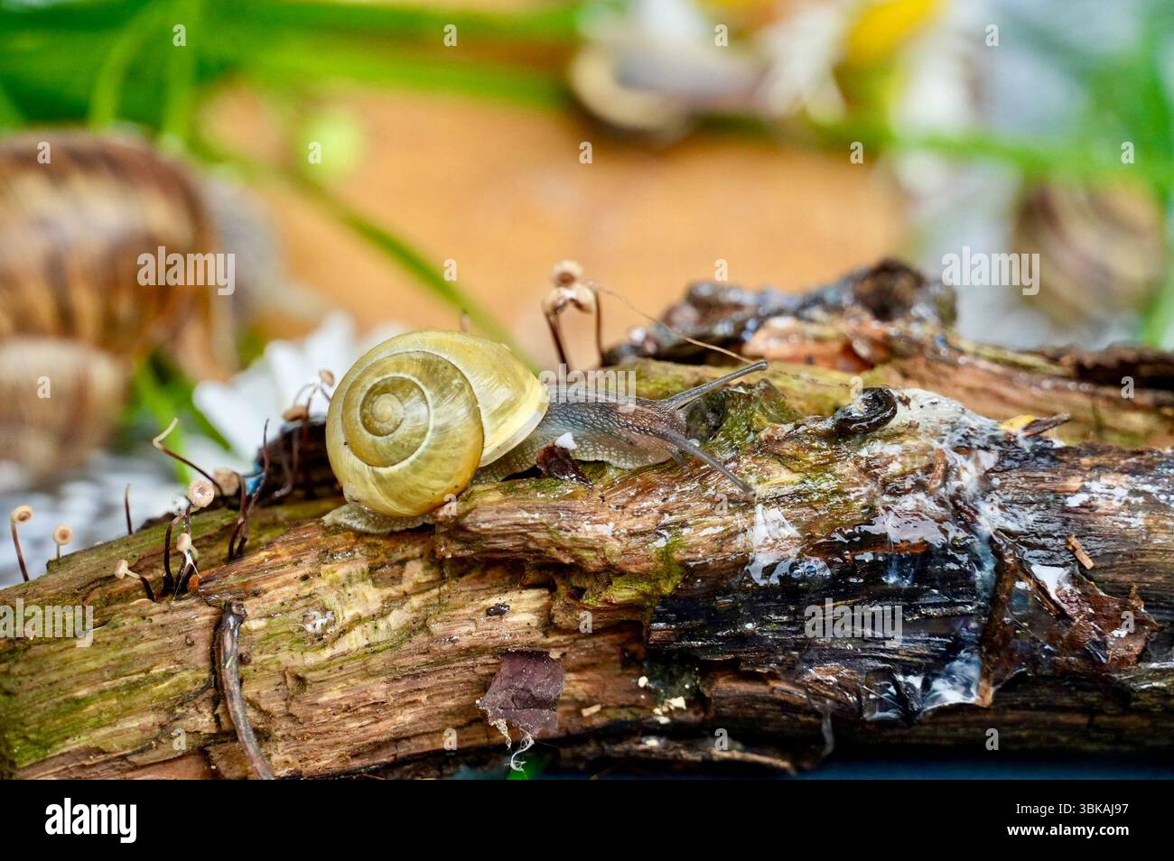 Weiße Schnecke Stockfoto