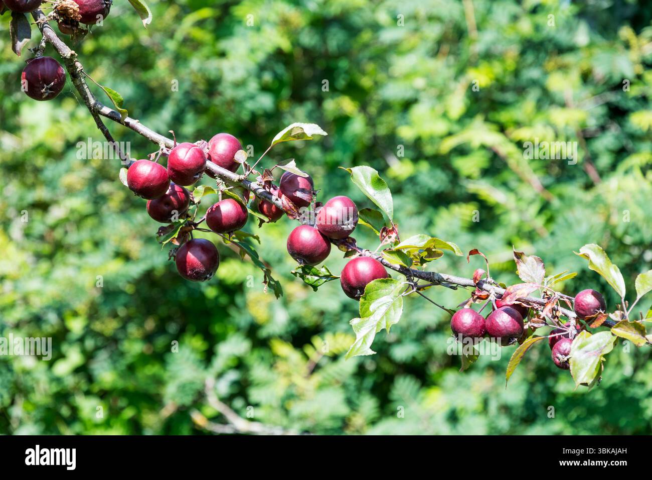 Ein Zweig voller hellroter Äpfel auf einem Apfelbaum in einem Garten. Stockfoto