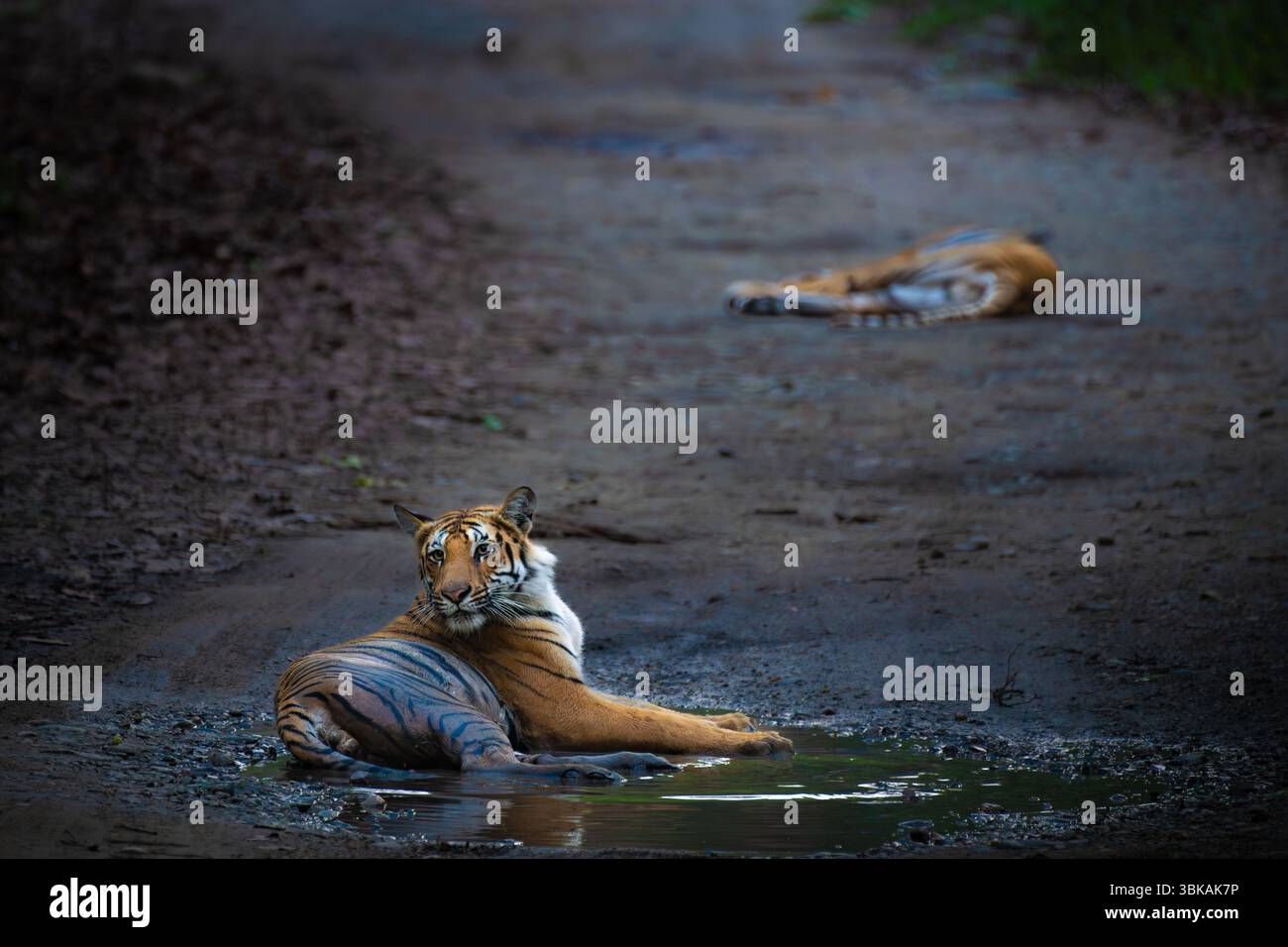 Ein männlicher Tiger sitzt wachsam auf einem Waldweg, während seine Mutter dahinter ruht. Gefangen im Jim Corbett National Park, zeigt wilde Großkatzenfamilien Verhalten. Stockfoto