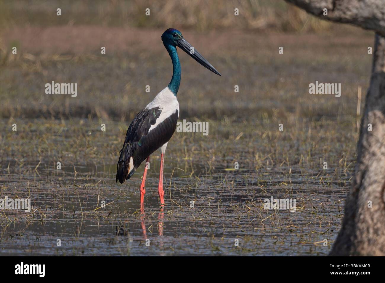 Schwarzhalsstorch, Bharatpur, Rajasthan, Indien, Januar 2015 Stockfoto