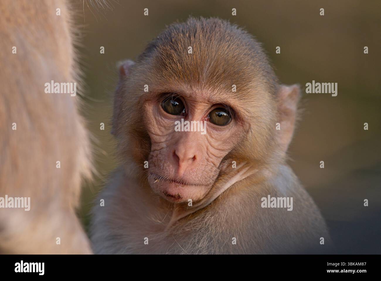 Rhesus Macaque Monkey, Keoladeo Ghana, Bharatpur, Rajasthan, Indien, Januar 2025 Stockfoto