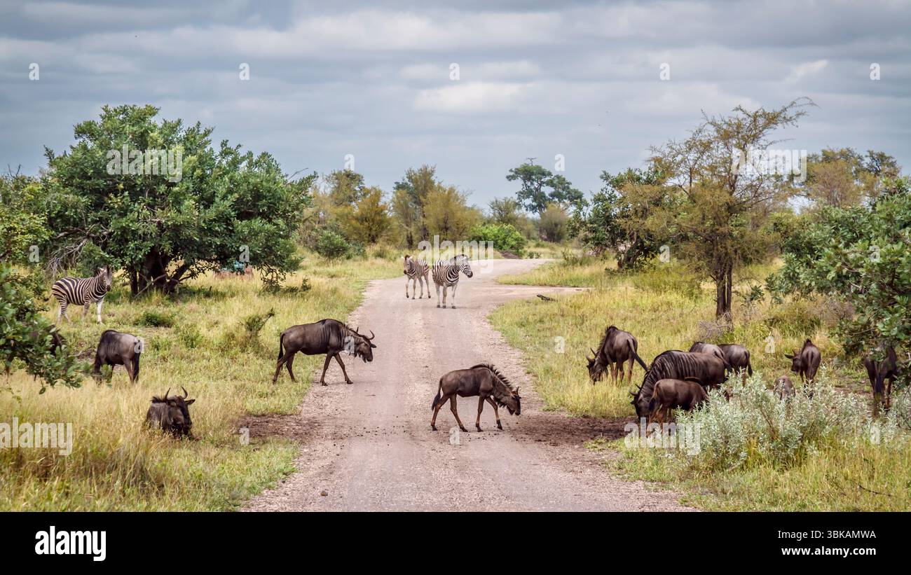 Kleine Gruppe von Blauen Gnus, die auf einer Safari-Schotterstraße im Greater Kruger Park, Südafrika spazieren; Specie Connochaetes taurinus Familie von Bovidae Stockfoto