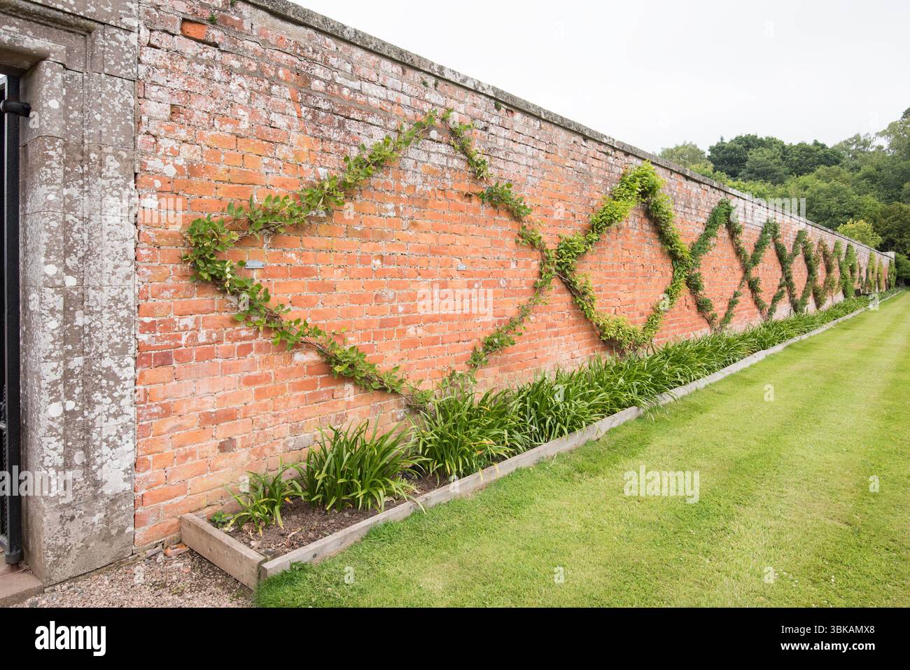 Das Bild zeigt eine Wand mit einer Kletterpflanze, die ausgebildet ist, um in einem dekorativen Diamantmuster zu wachsen. Technik wird oft in ummauerten Gärten und Anwesen verwendet. Stockfoto