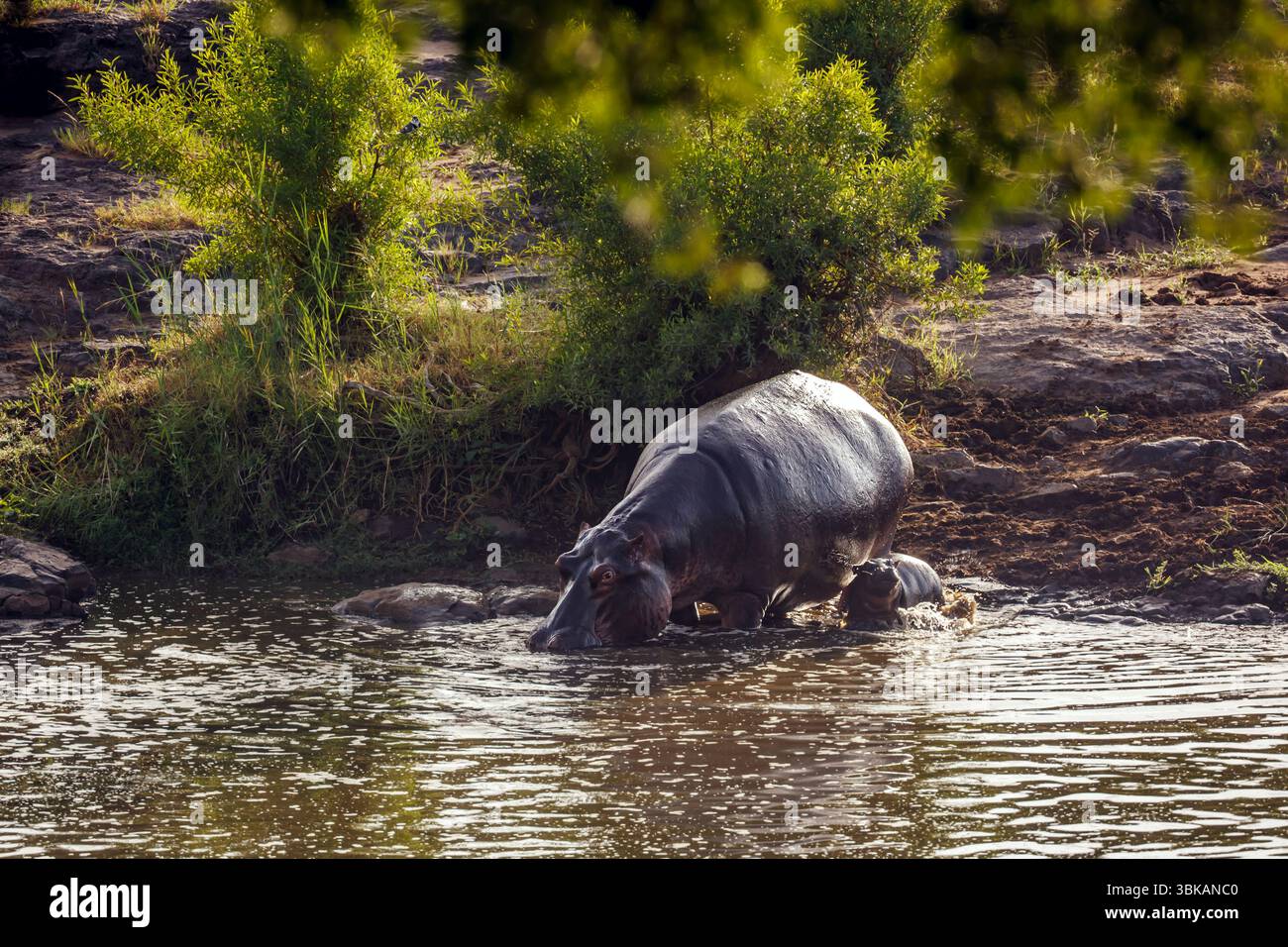 Hippopotamus-Weibchen und -Baby, die in den Fluss im Greater Kruger National Park, Südafrika gehen; Specie Hippopotamus amphibius Familie der Hippopotamidae Stockfoto
