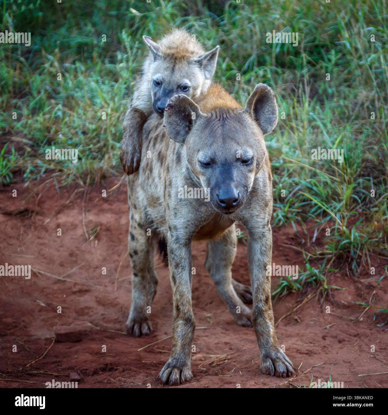 Geflecktes Hyänenjunges spielt mit Mutter im Kruger-Nationalpark, Südafrika; Specie Crocuta crocuta Familie der Hyaenidae Stockfoto