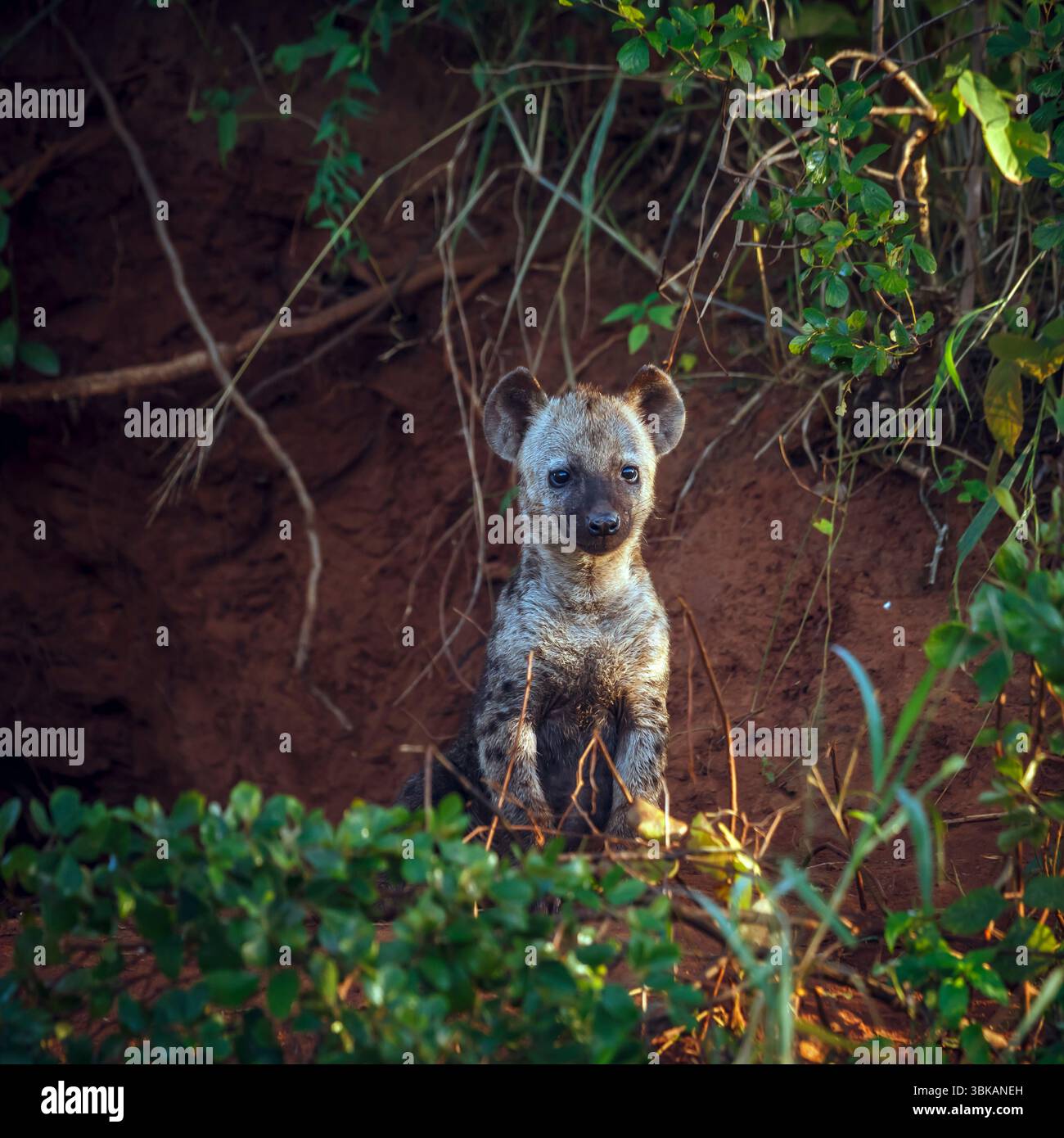 Geflecktes Hyänenjunges, Frontansicht am Eingang des Kruger-Nationalparks, Südafrika; Specie Crocuta crocuta Familie der Hyaenidae Stockfoto