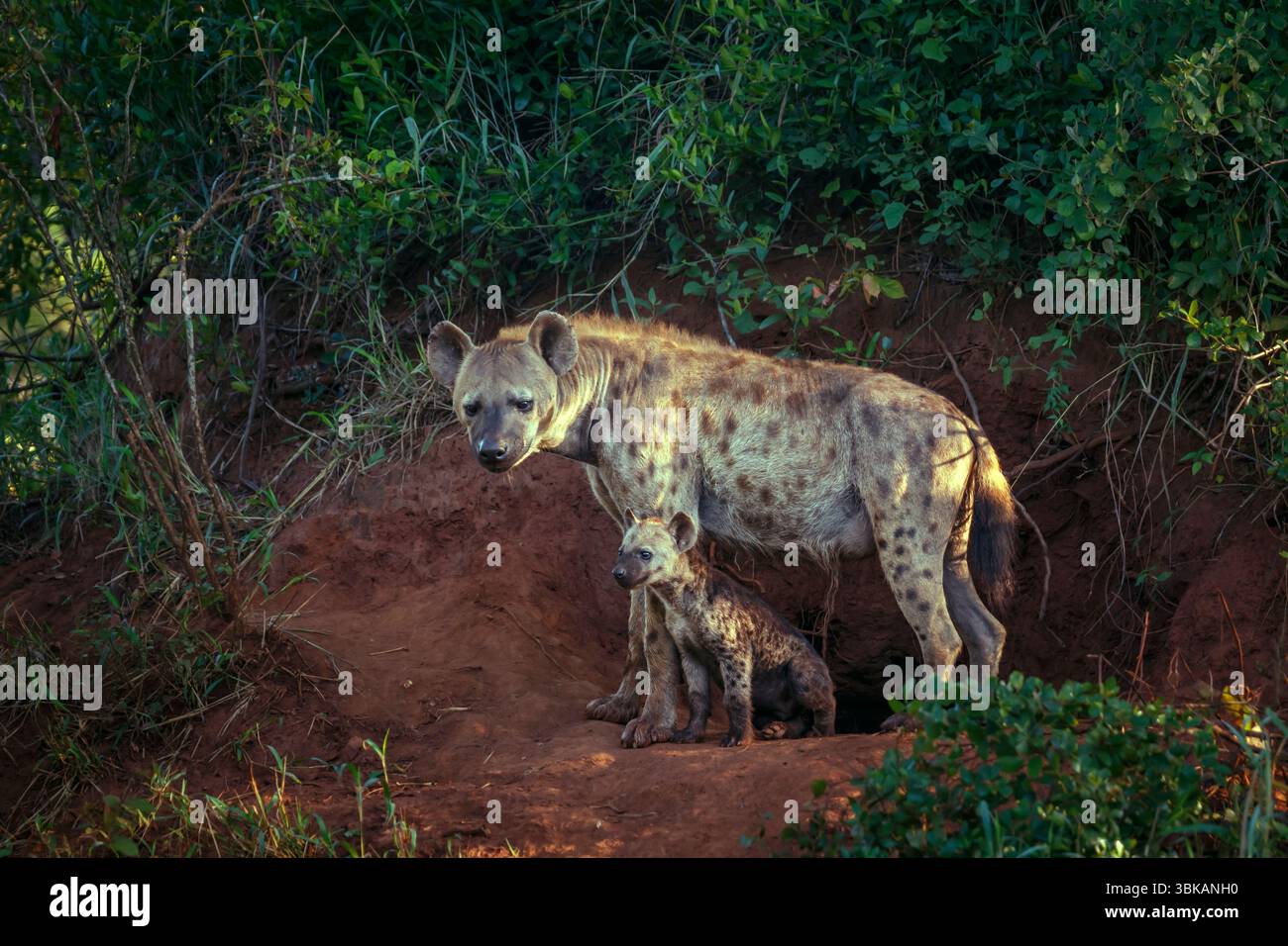 Gefleckte Hyänenmutter und Jungtier am Eingang des Kruger-Nationalparks, Südafrika; Specie Crocuta crocuta Familie der Hyaenidae Stockfoto