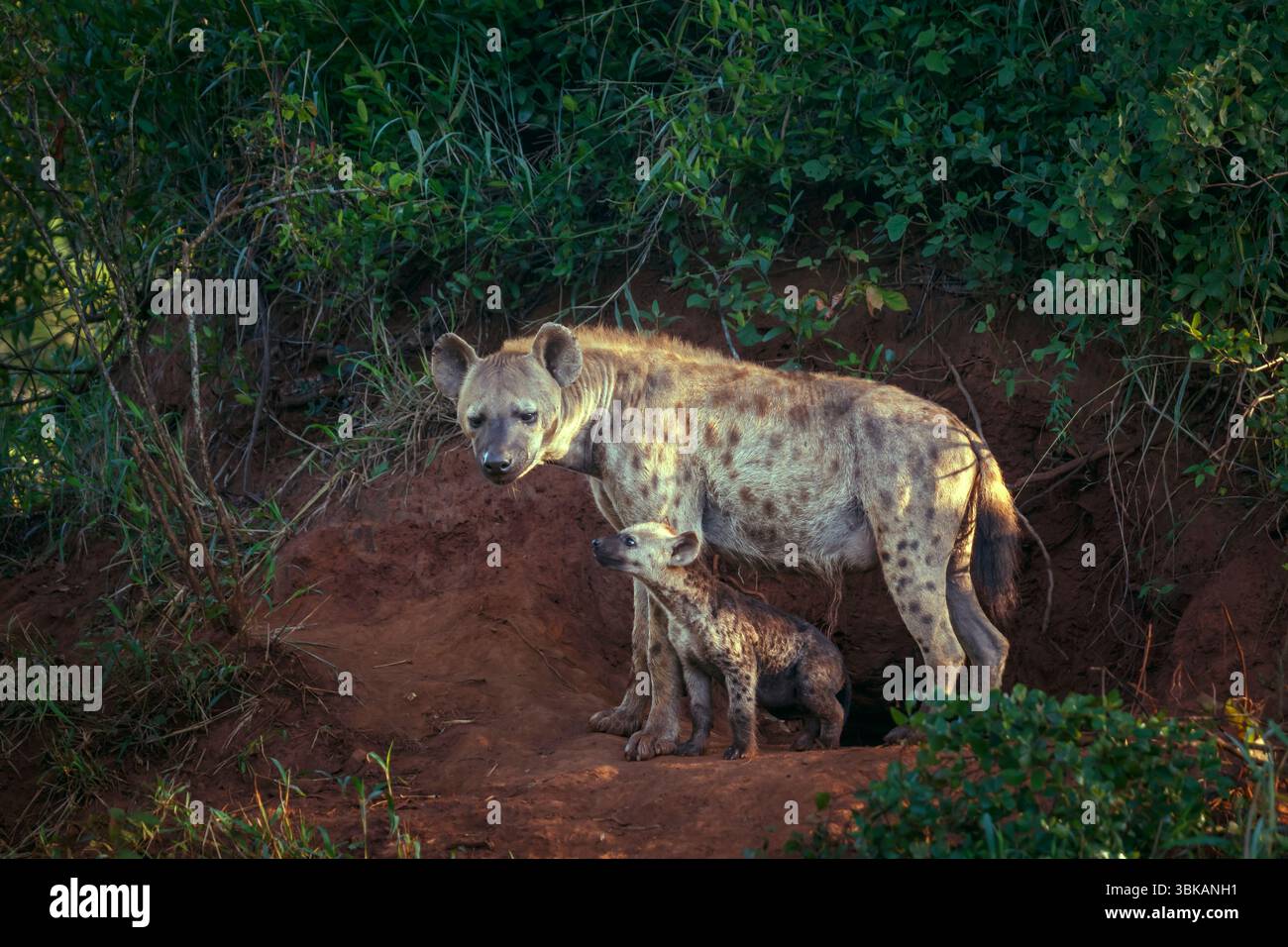 Gefleckte Hyänenmutter und Jungtier am Eingang des Kruger-Nationalparks, Südafrika; Specie Crocuta crocuta Familie der Hyaenidae Stockfoto