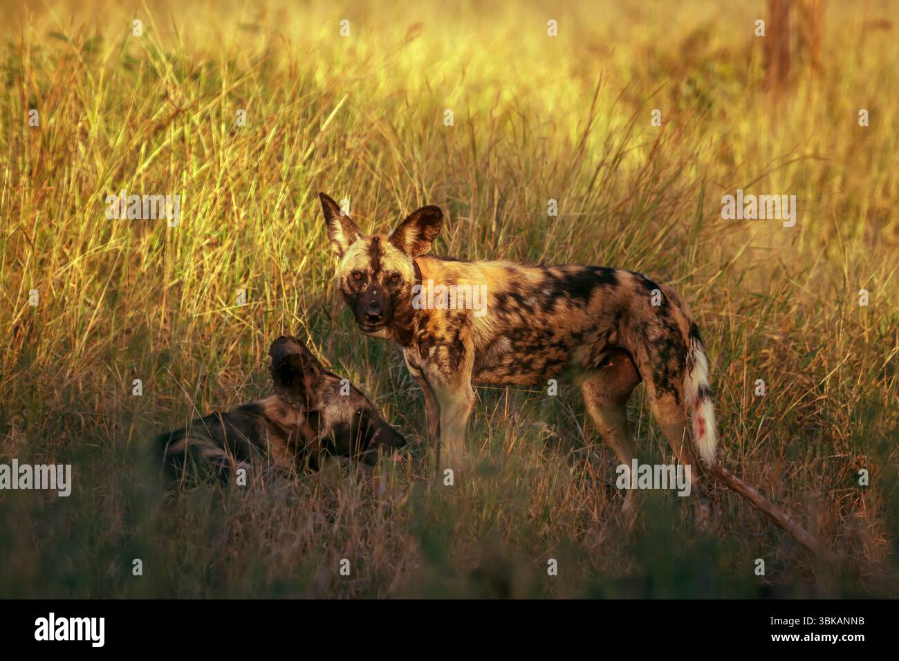 Zwei afrikanische Wildhunde im Morgenlicht, einer mit Funkkragen im Kruger-Nationalpark, Südafrika; Specie Lycaon Pictus Familie der Canidae Stockfoto