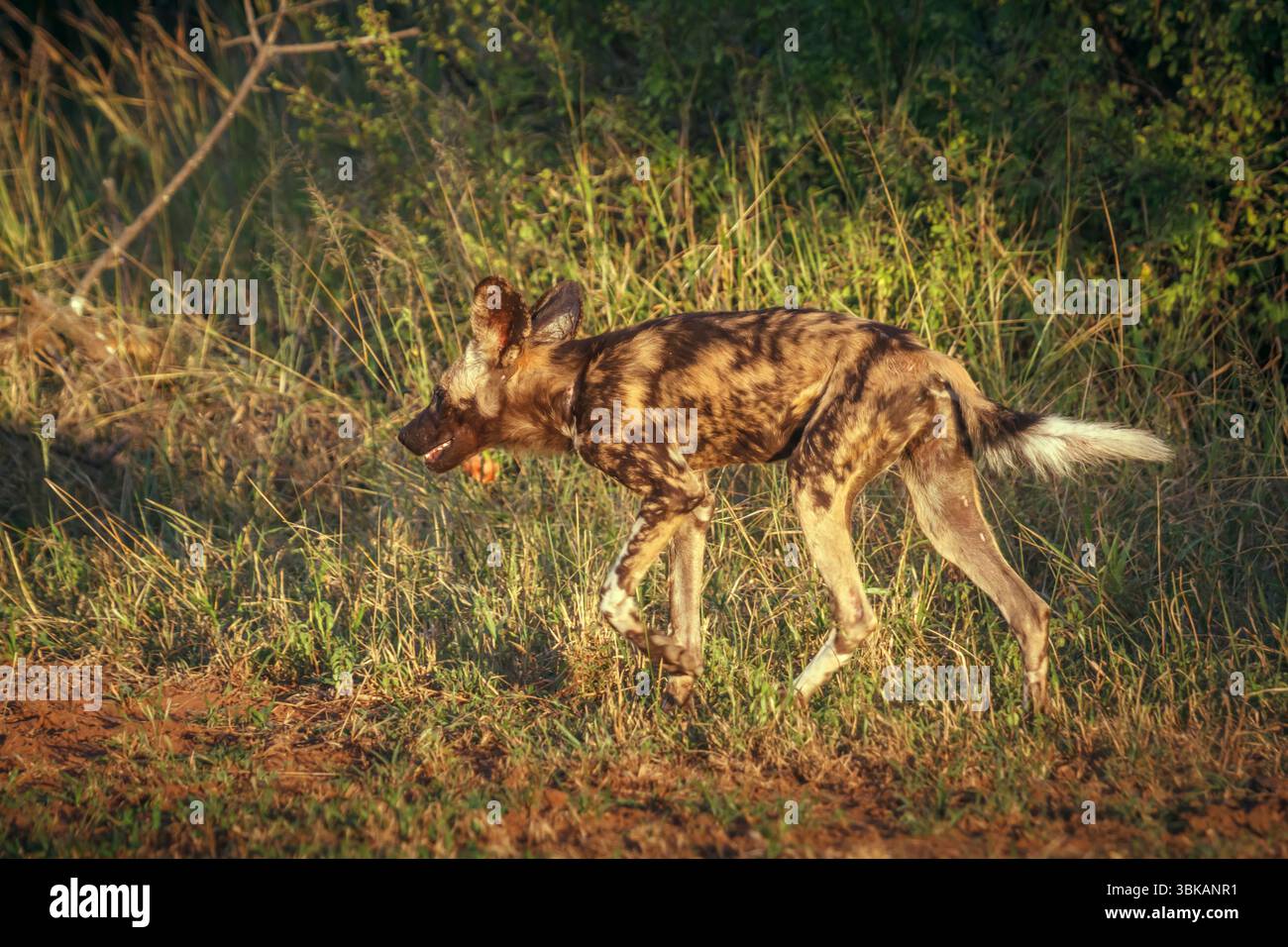 Afrikanischer Wildhund unreif im Morgenlicht im Kruger-Nationalpark, Südafrika; Specie Lycaon pictus Familie der Canidae Stockfoto
