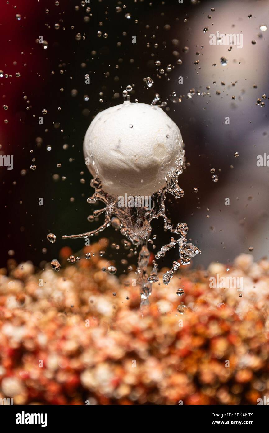 Barcelona, Spanien. Juni 2025. Das tanzende Ei während Fronleichnamsfeiern in Barcelona. Das tanzende Ei ist die bekannteste Fronleichnam-Festtradition in Katalonien und repräsentiert die Eucharistie, den Glauben, die Fruchtbarkeit und die Erhöhung des Leibes Christi. (Kreditbild: © Marc Asensio Clupes/ZUMA Press Wire) NUR REDAKTIONELLE VERWENDUNG! Nicht für kommerzielle ZWECKE! Stockfoto