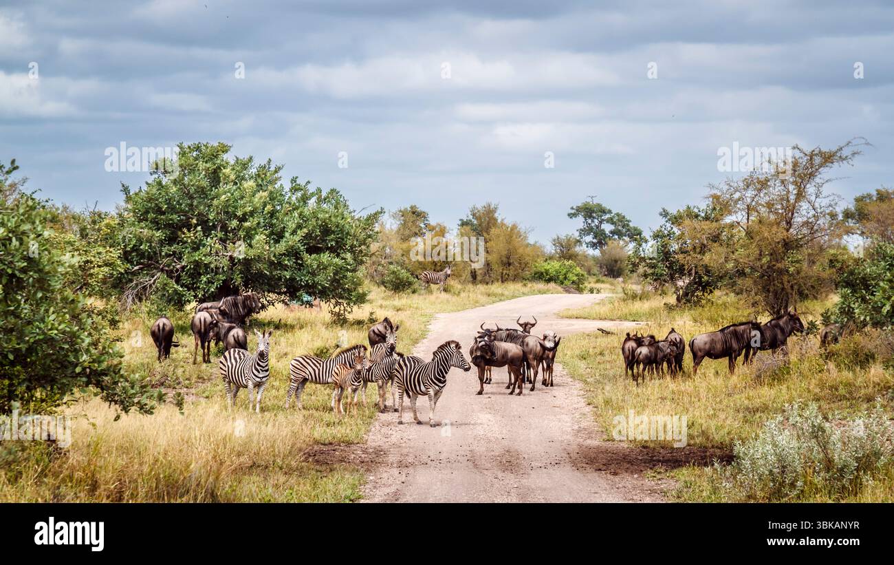 Große Gruppe von Plains Zebras und blauen Gnus auf einer Safari Schotterstraße im Greater Kruger National Park, Südafrika Stockfoto