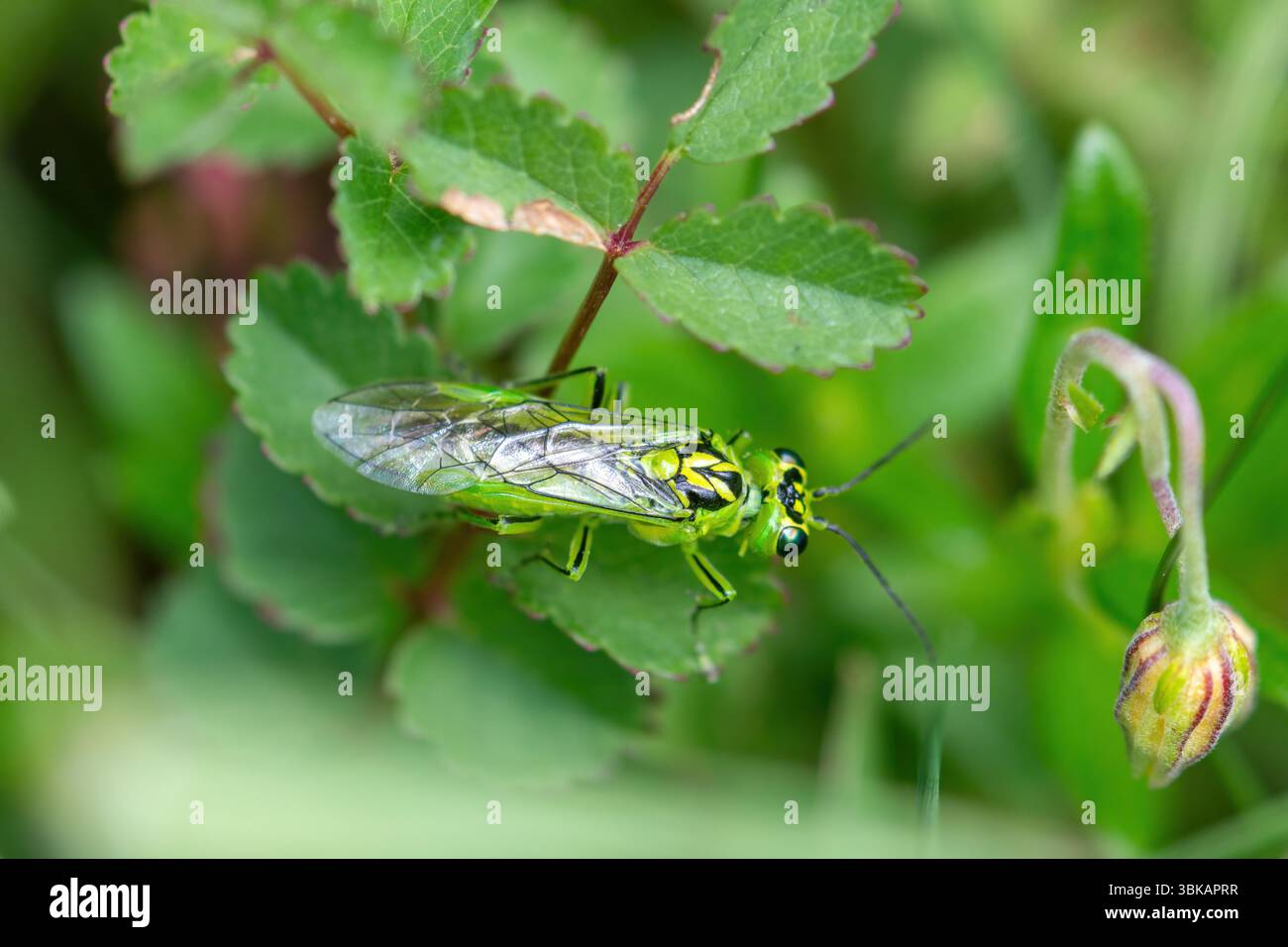 Grüne Sägefliege (Rhogogaster viridis) im Buschgebiet, Großbritannien Stockfoto