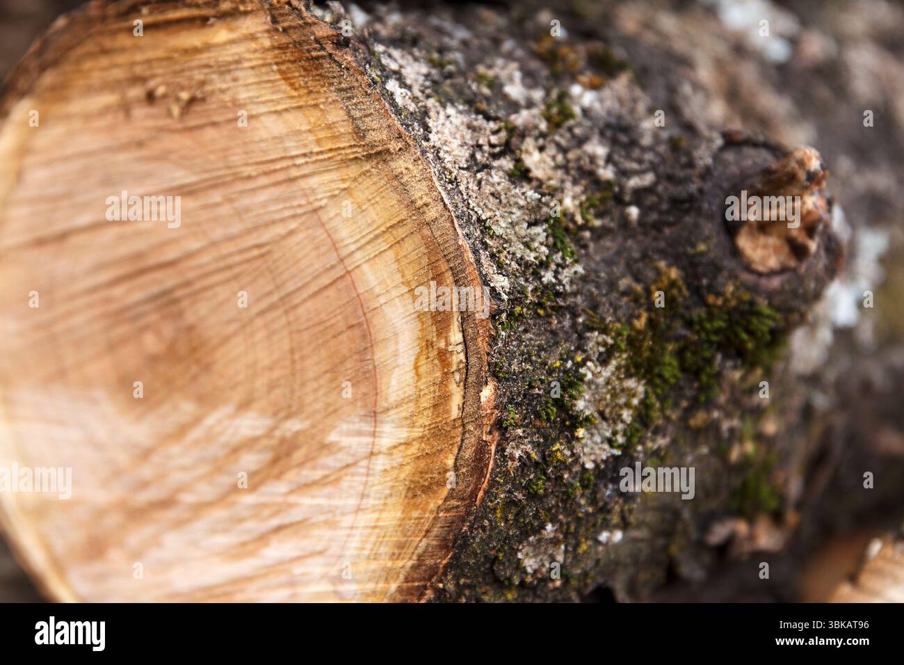 Detaillierte Nahaufnahme eines frisch geschnittenen Baumstamms mit sichtbaren Wachstumsringen und strukturierter Rinde mit Moos, aufgenommen in einer natürlichen Umgebung im Freien Stockfoto