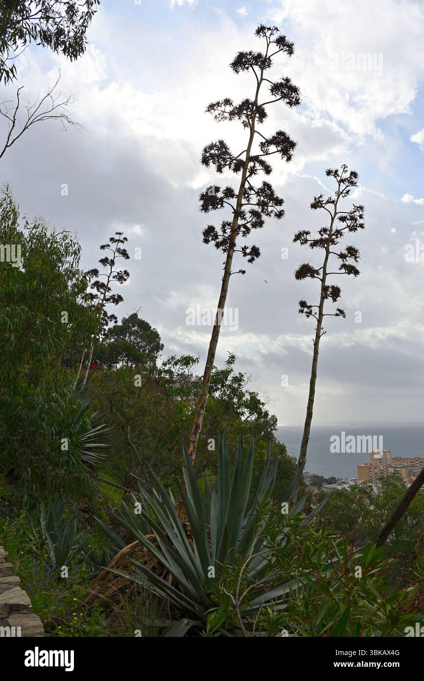 Agave spain -Fotos und -Bildmaterial in hoher Auflsung  Alamy