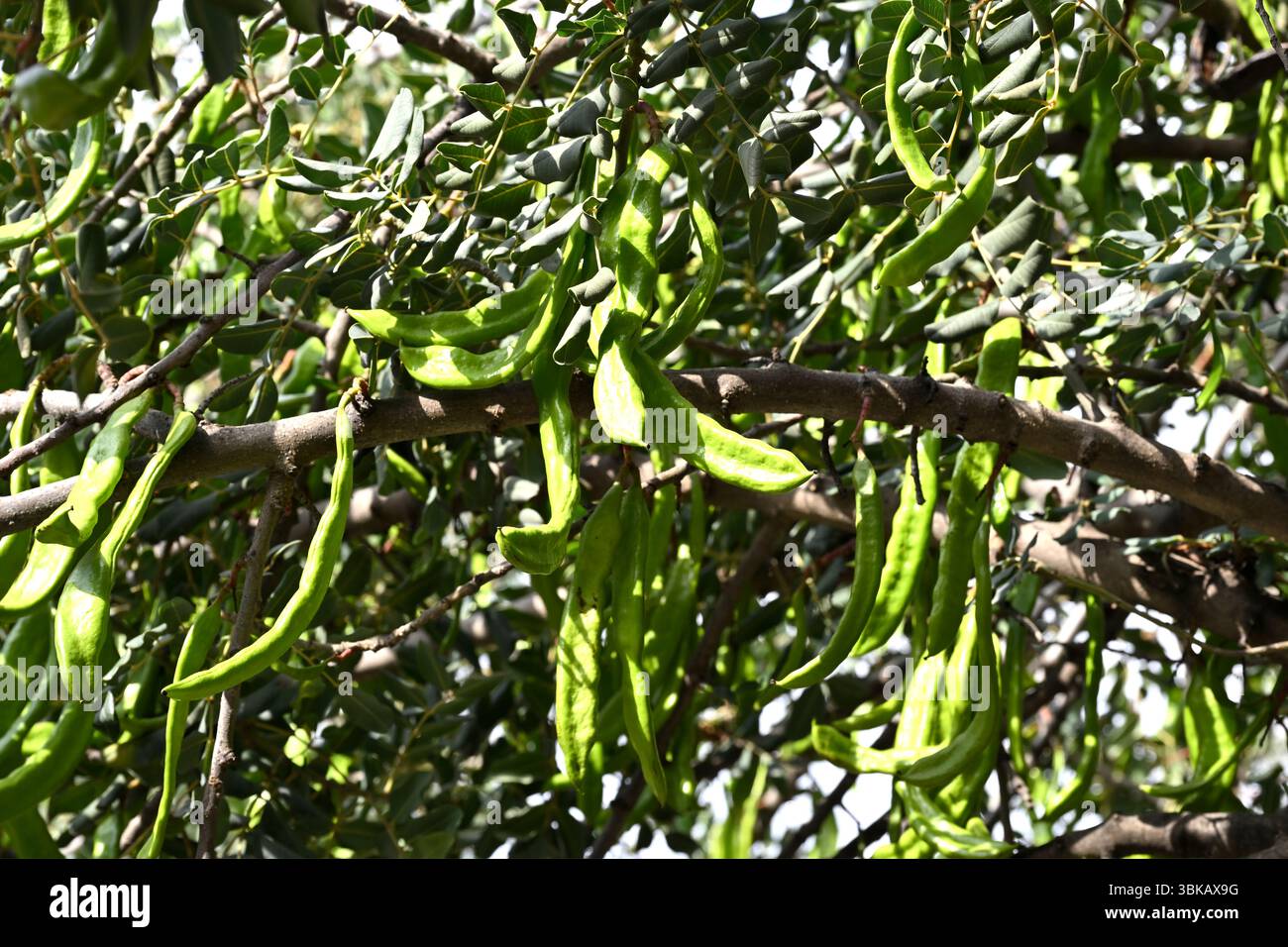 Frische grüne Samenkörner von Ceratonia siliqua, auch bekannt als Johannisbrotbaum, Algarroba oder Johannisbrotbaum Malaga, Spanien April Stockfoto
