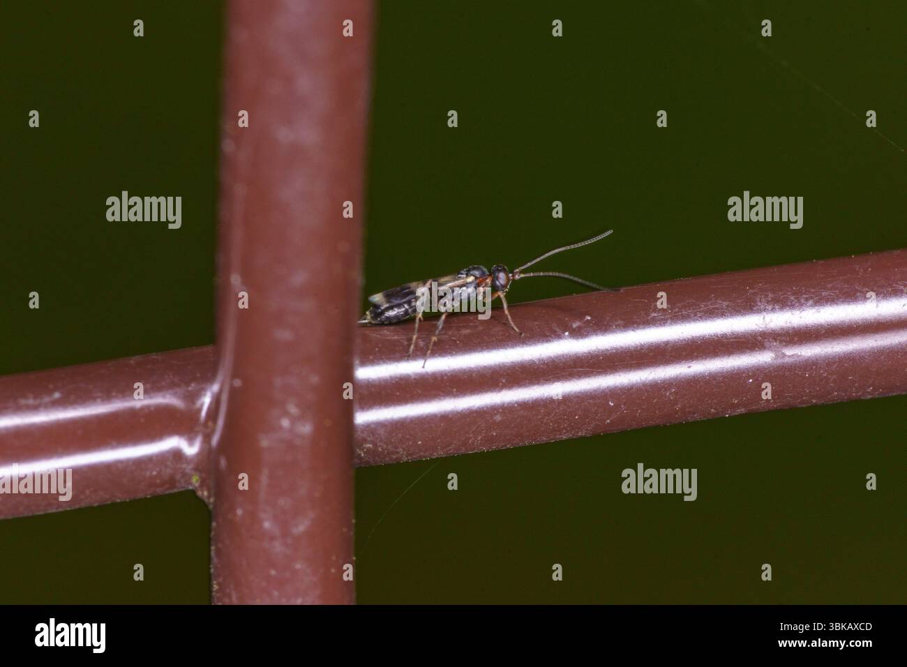 Vytis Gattung Gelis Familie Ichneumonidae ichneumon Wespe wilde Natur Insektenfotografie, Bild, Tapete Stockfoto