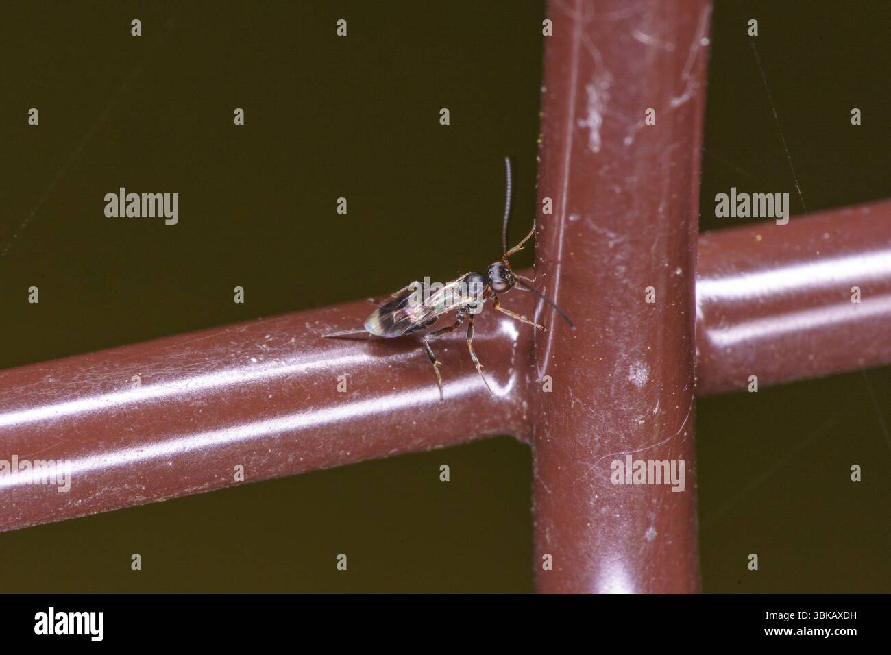 Vytis Gattung Gelis Familie Ichneumonidae ichneumon Wespe wilde Natur Insektenfotografie, Bild, Tapete Stockfoto