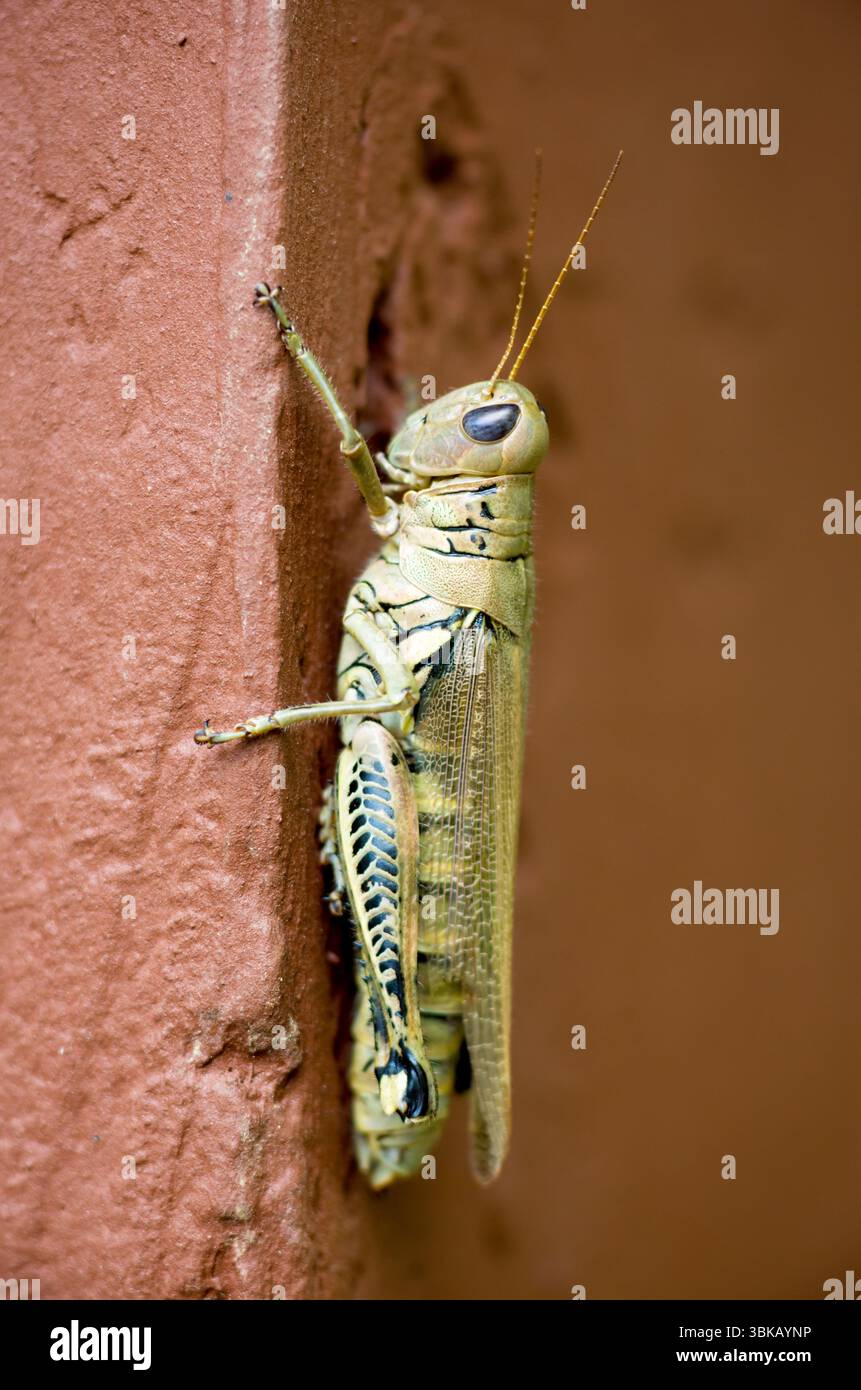 Ein erwachsener differenzieller Grasshopper (Melanoplus differentialis) Stockfoto