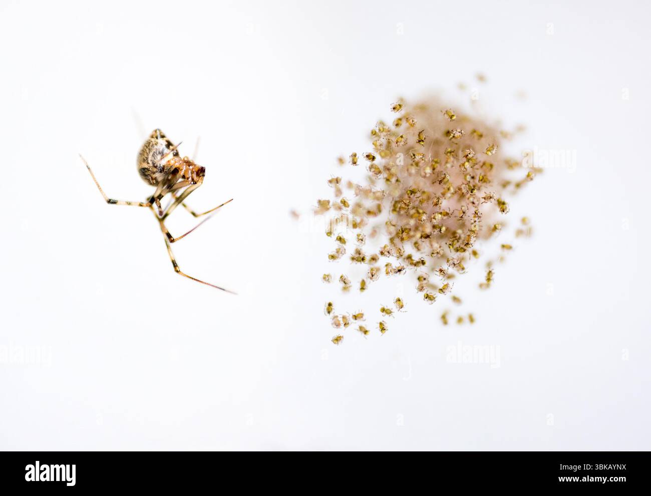 Junge Common House Spinnen (Parasteatoda tepidariorum), die vor kurzem aus einem Eiersack geschlüpft sind Stockfoto