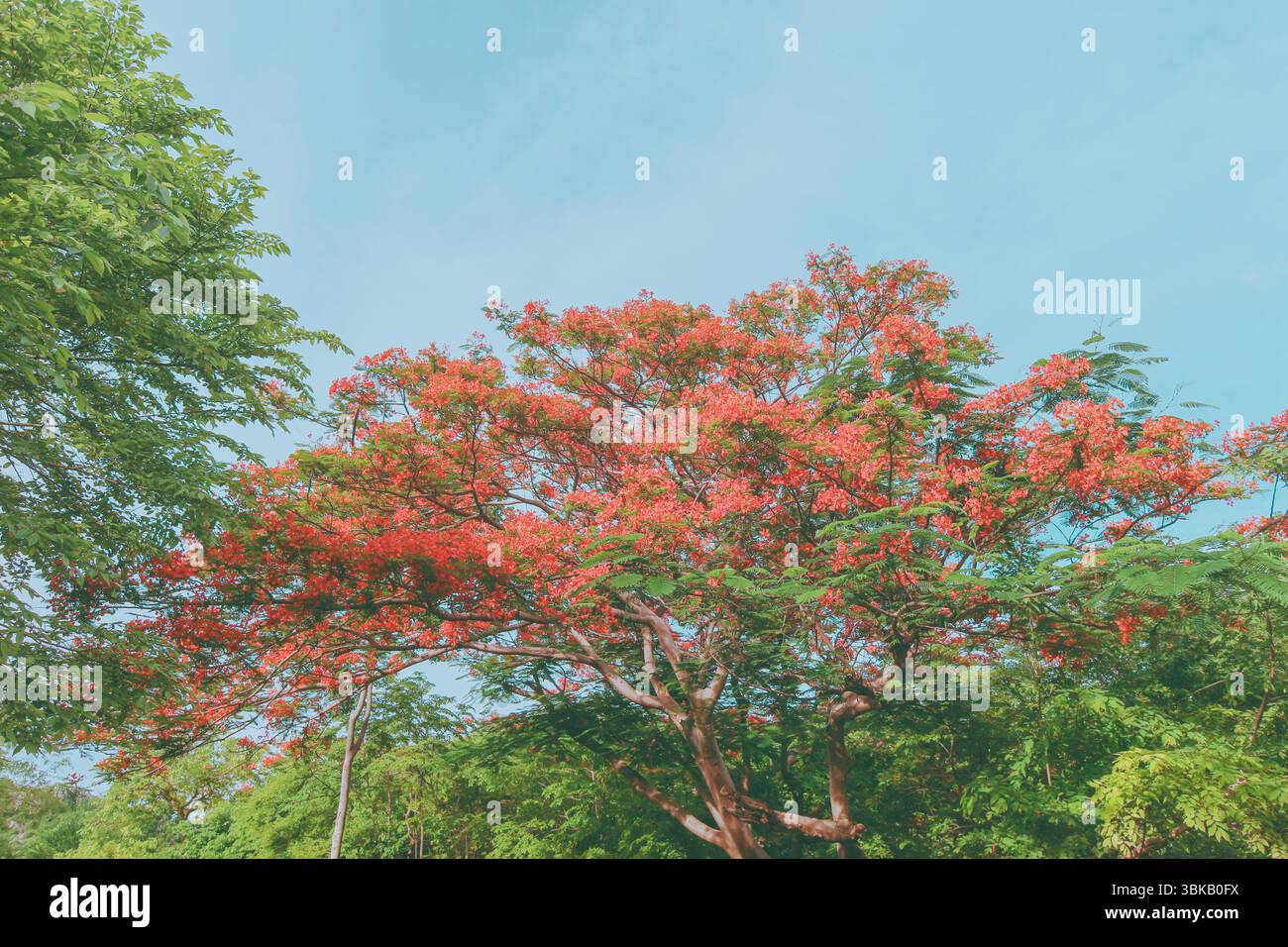 Extravaganter Baum in voller roter Blüte mit breiten Ästen umgeben von grünem Laub vor einem hellblauen Himmel, pulsierende tropische Landschaft Südostasiens. Stockfoto