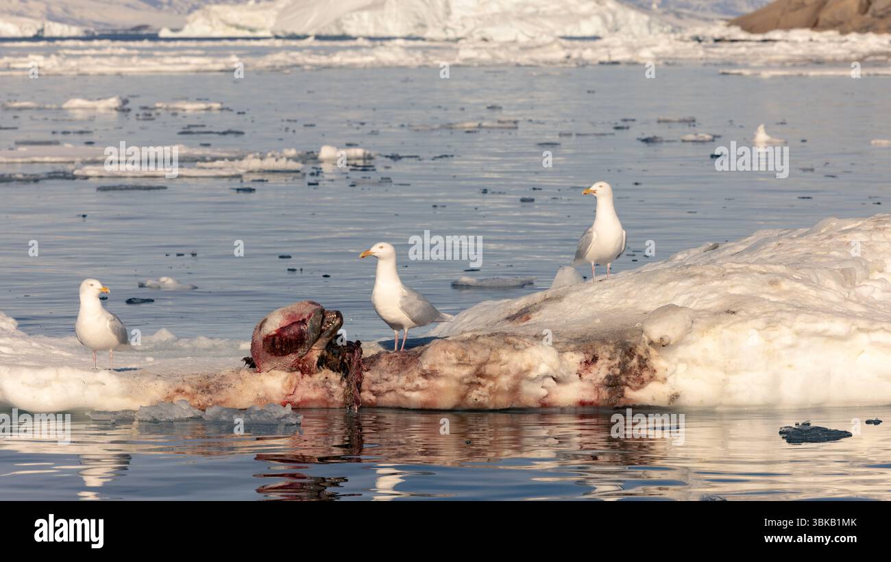 Drei Möwen fressen einen gefrorenen Wal-Kadaver, eingebettet in Meereis in der Nähe von Saqqaq, Westgrönland. Arktisches Wildtierverhalten in einer natürlichen Fjordumgebung. Stockfoto