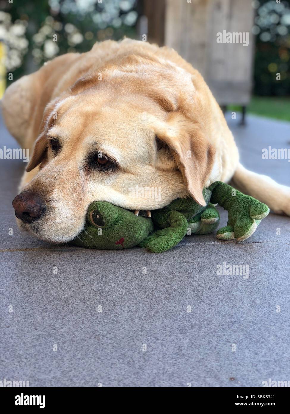 Der süße labrador ruht mit seinem Lieblingsspielzeug Stockfoto